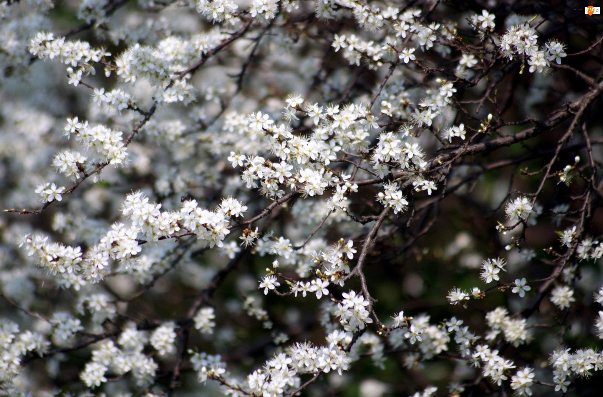 Wiśni, Białe, Kwiaty