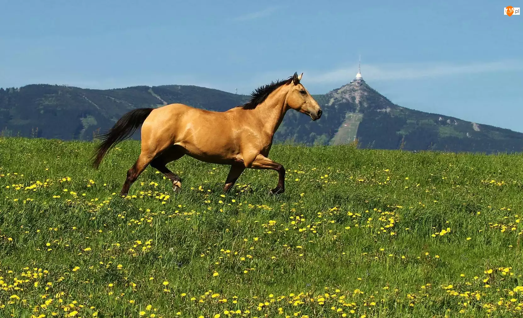 Koń, Góry, Łąka, Kwiatki