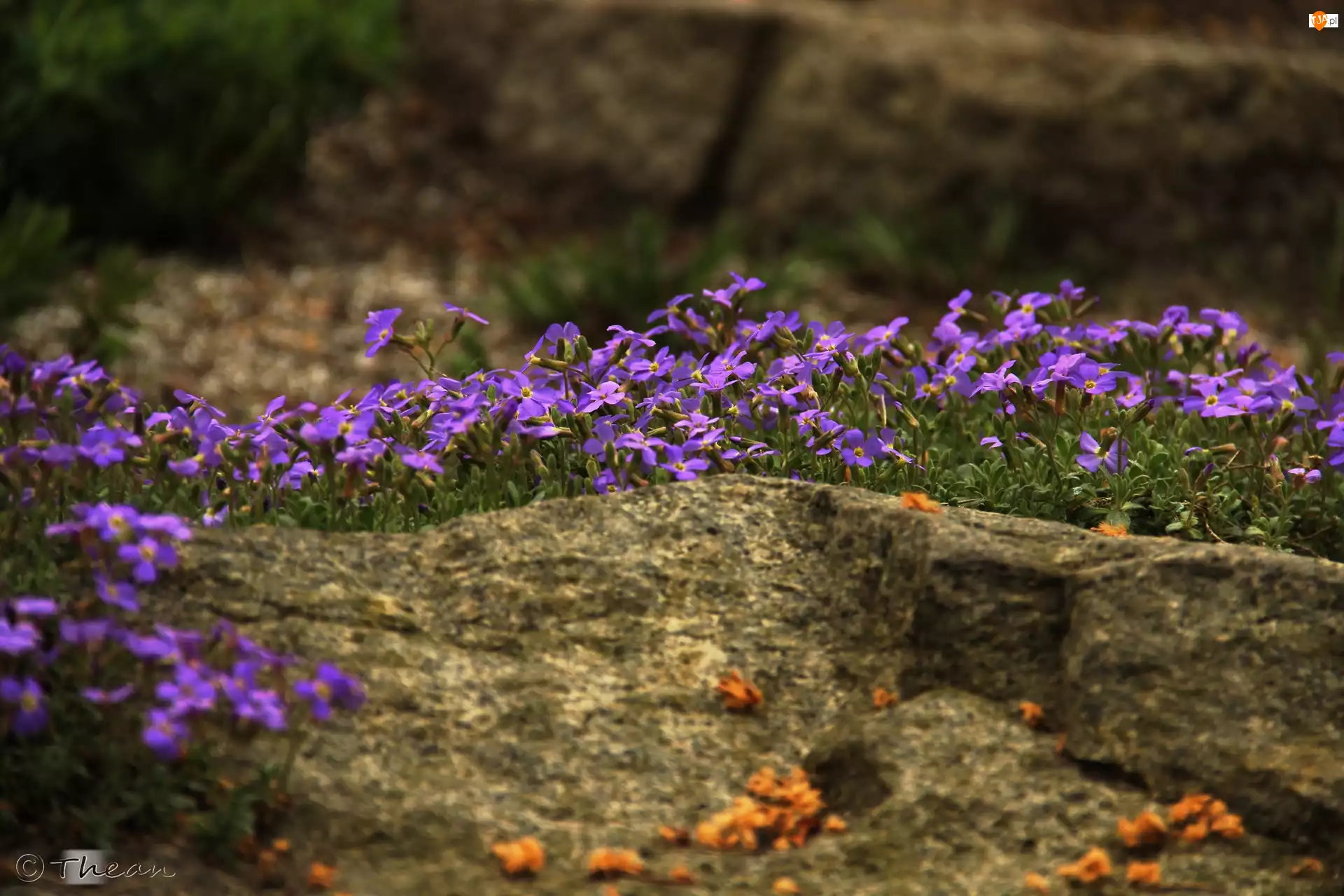 Kamienie, Fioletowe, Kwiaty