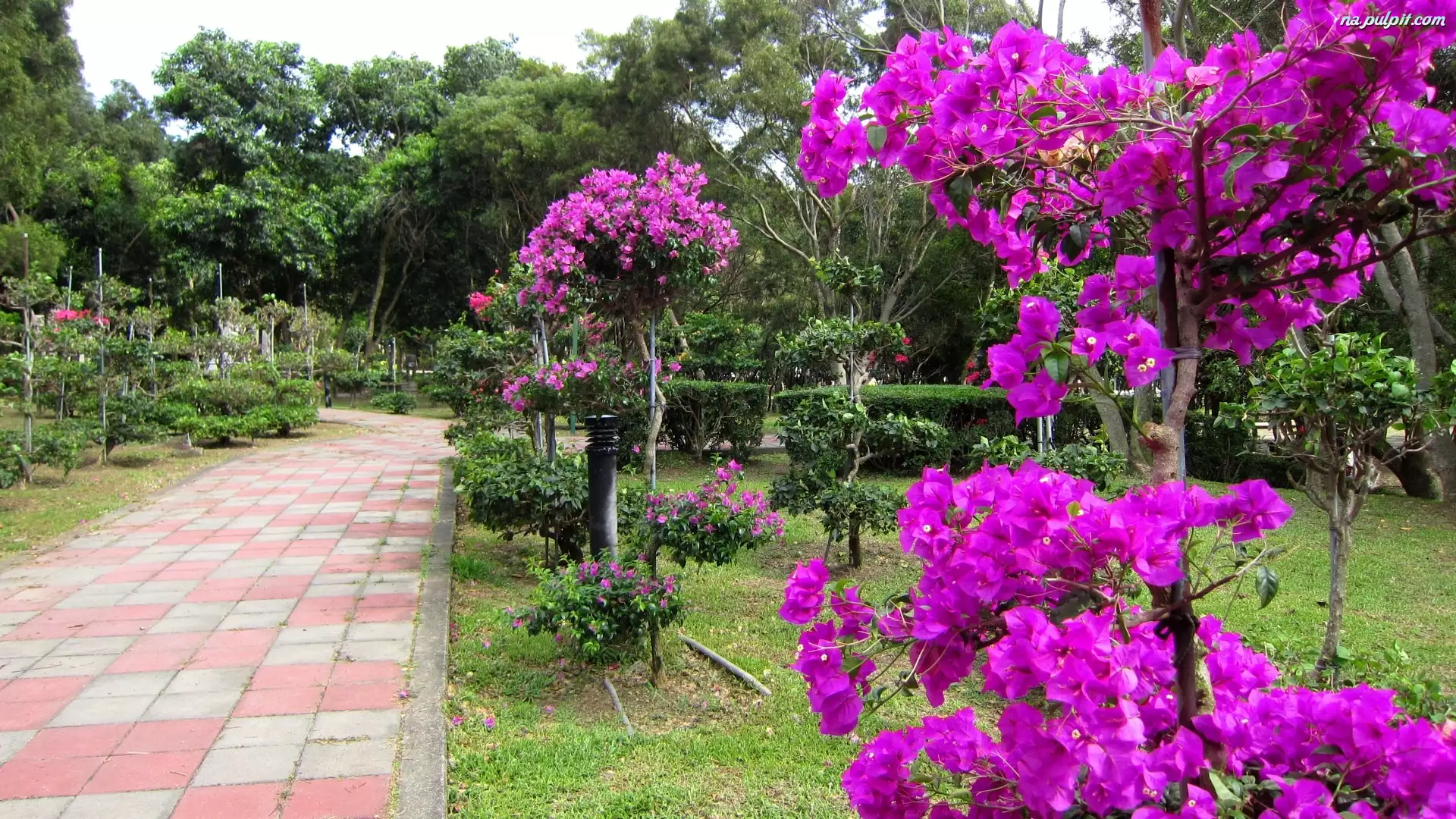 Ogród, Bugenwilla