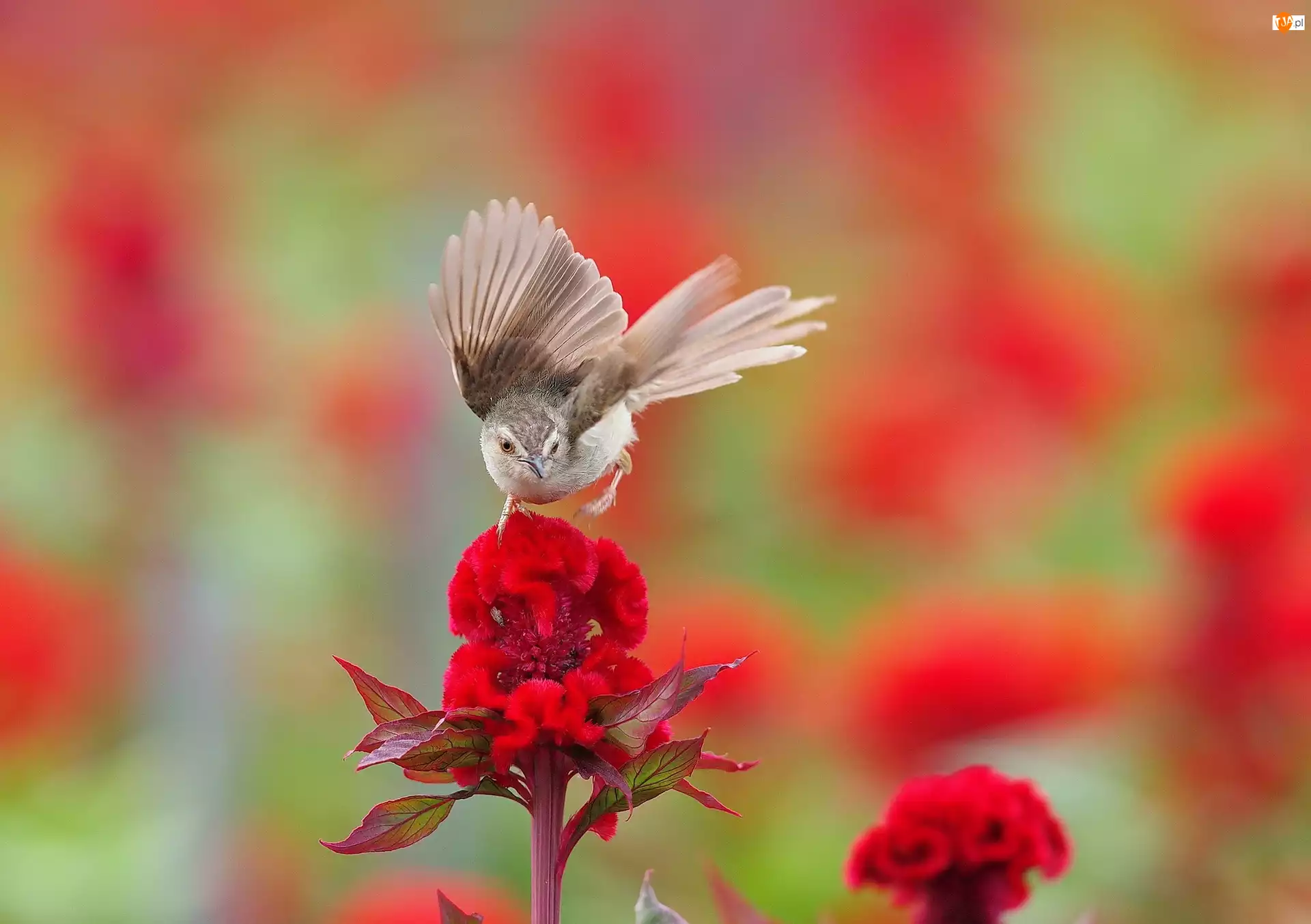 Kwiat, Ptak, Czerwony