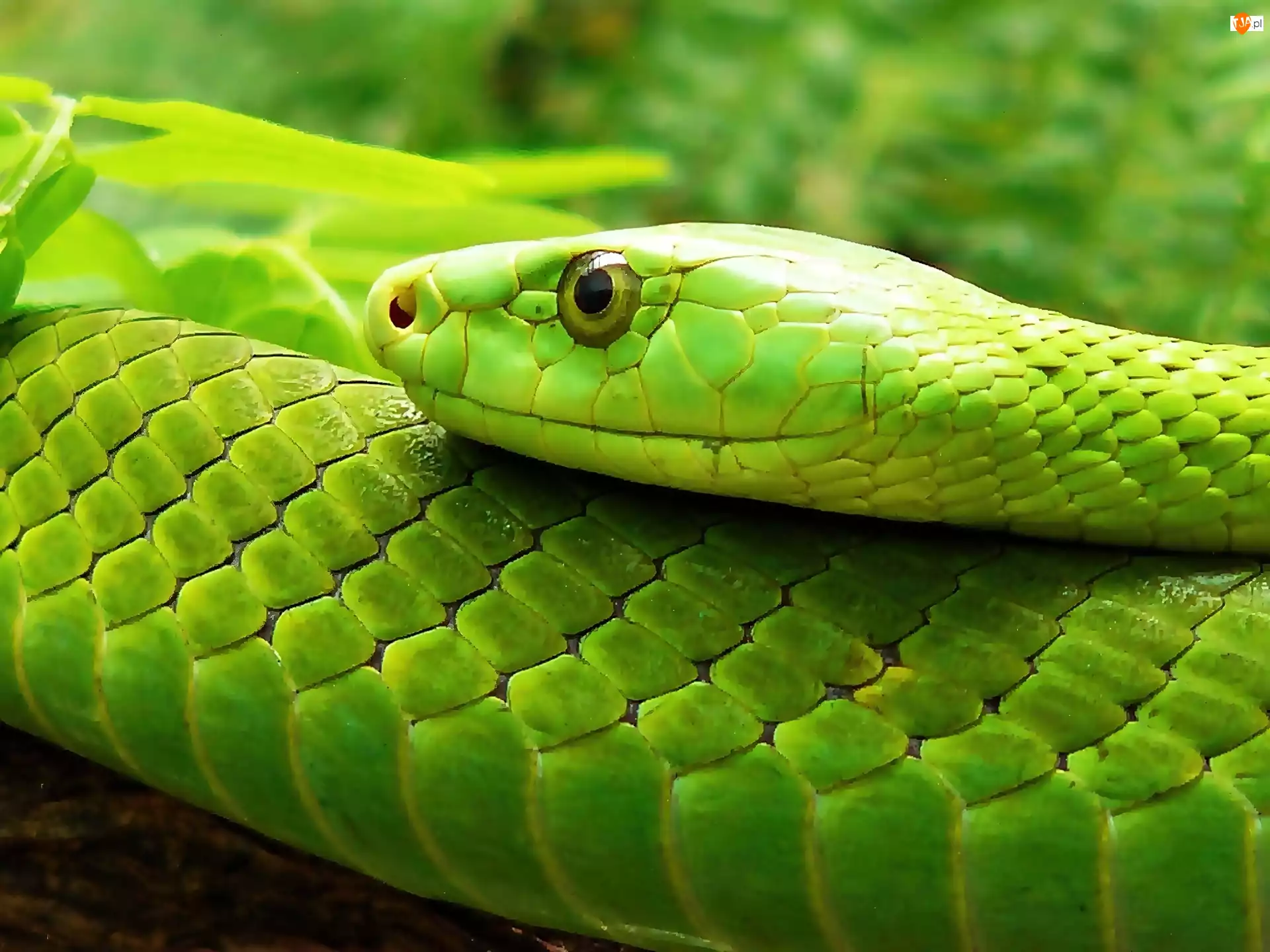 Wąż, Zielony
