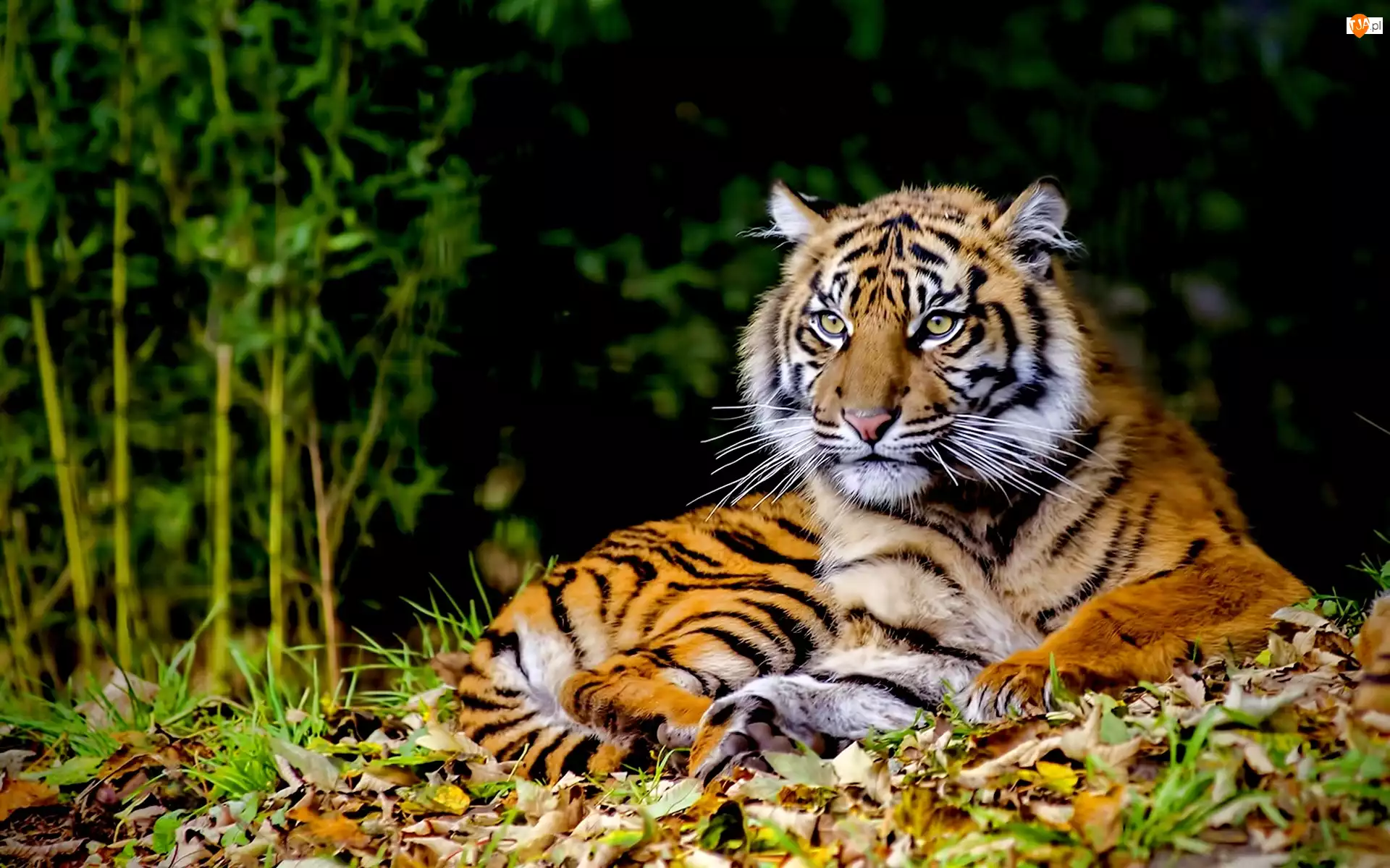 Tygrys, Odpoczywający