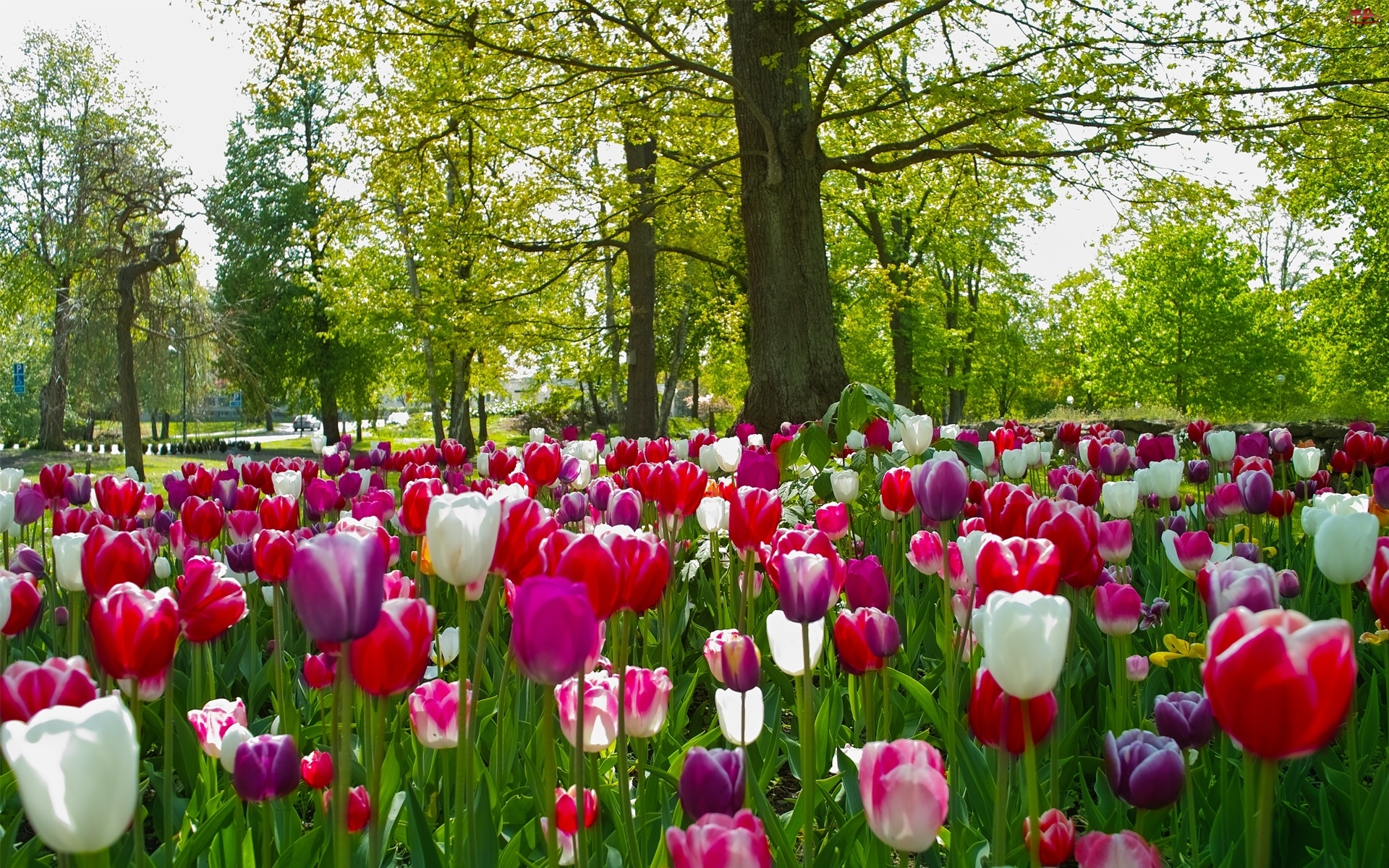 Drzewa, Park, Tulipany
