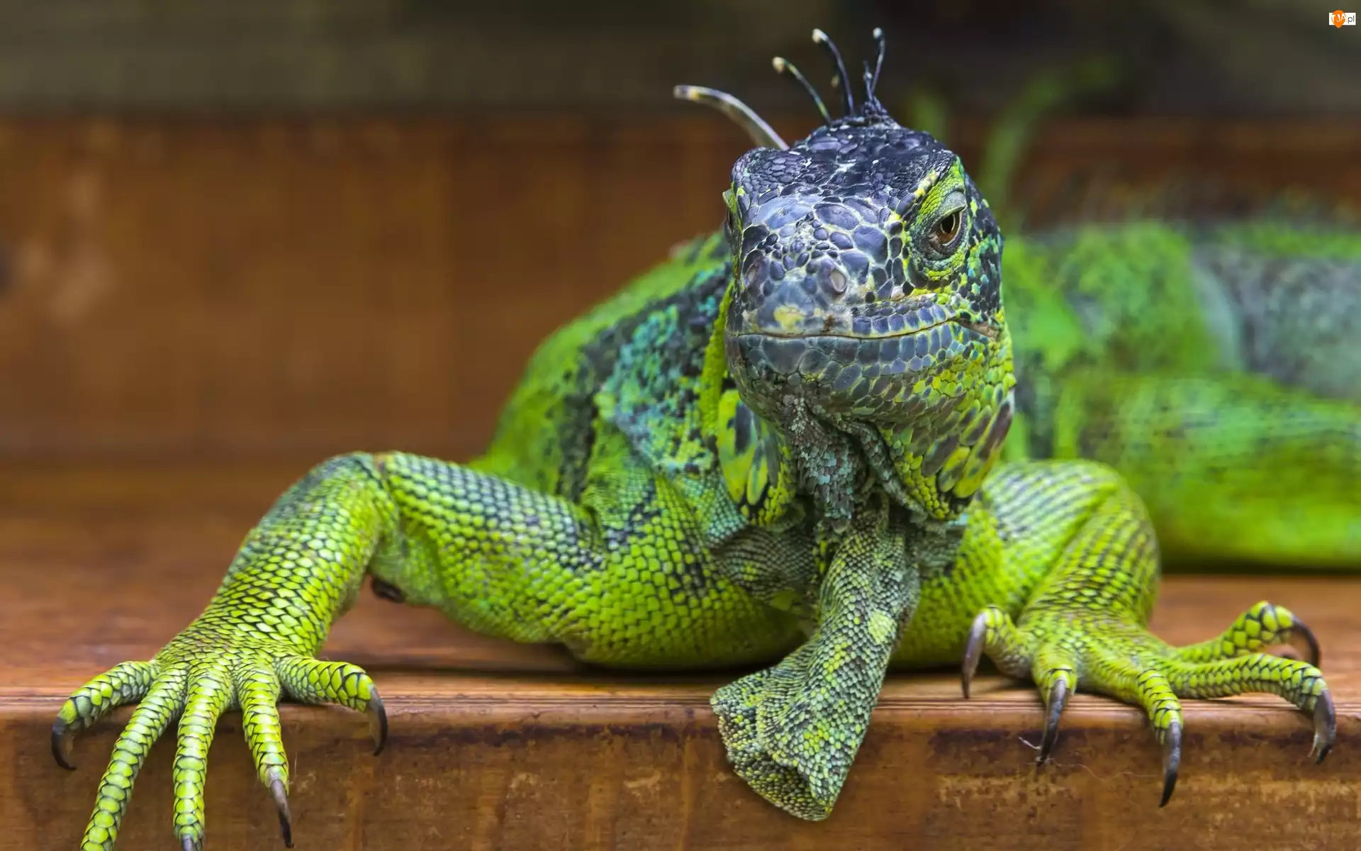 Iguana