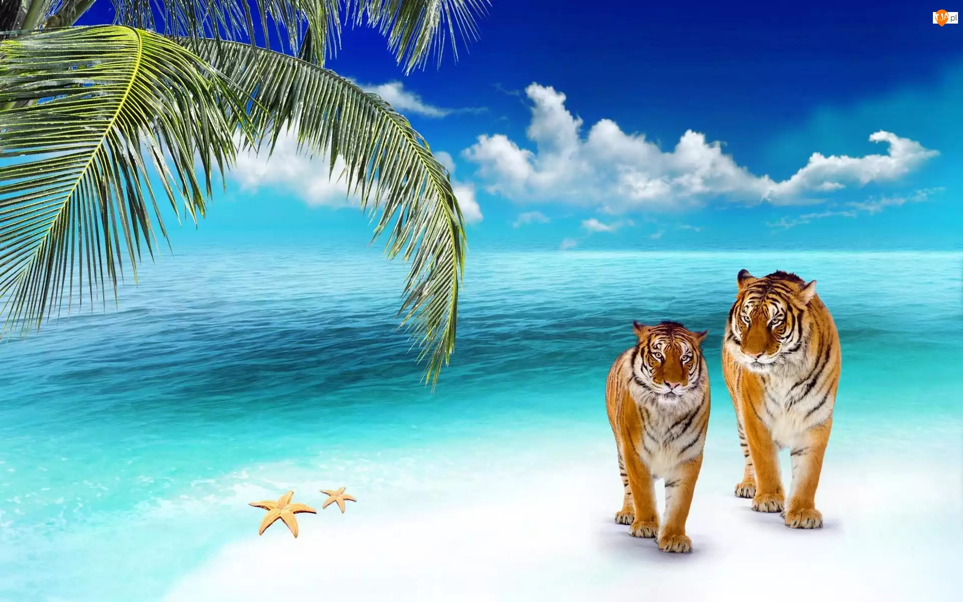 Tygrysy, Ocean, Plaża, Palma