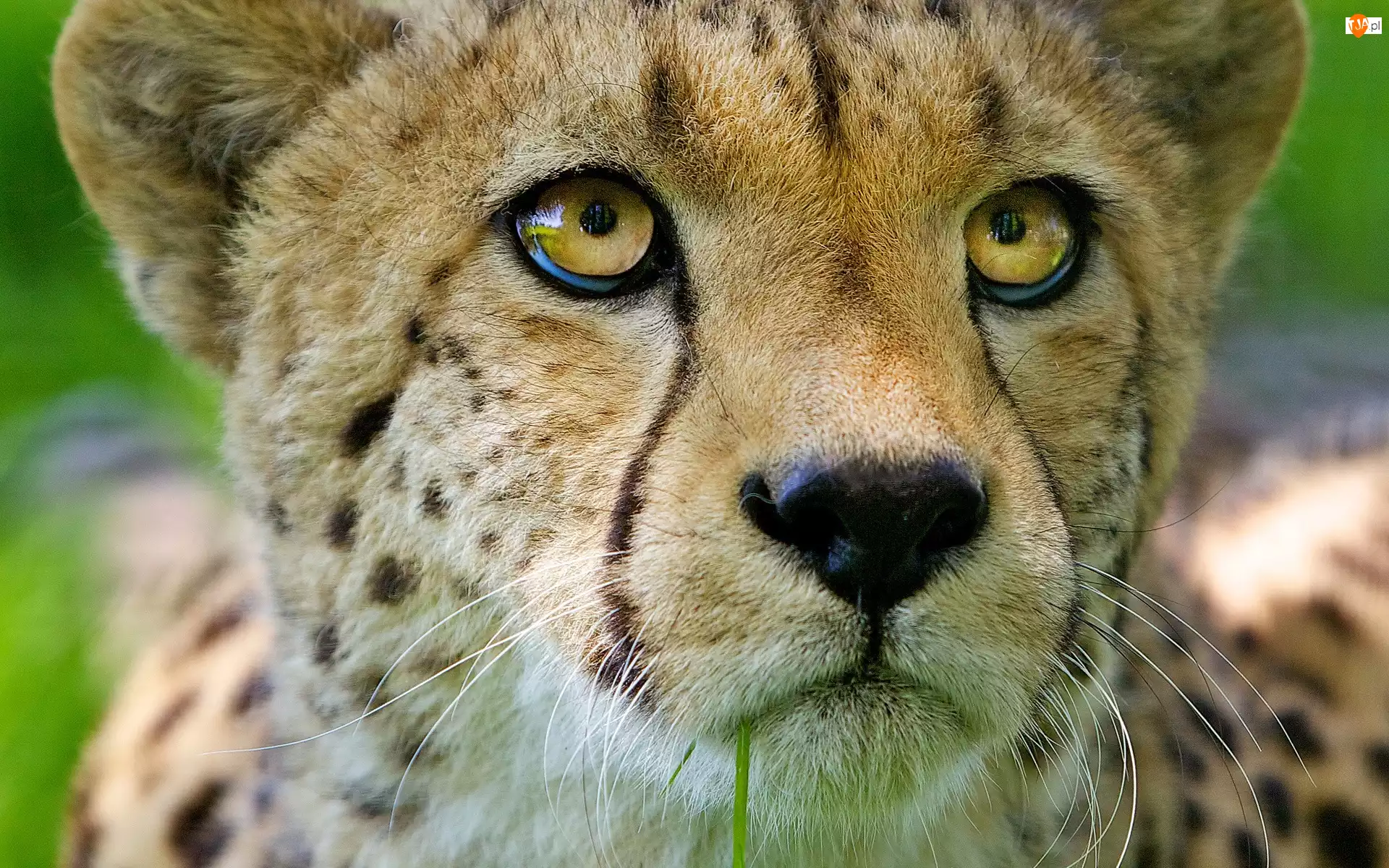 Portret, Gepard
