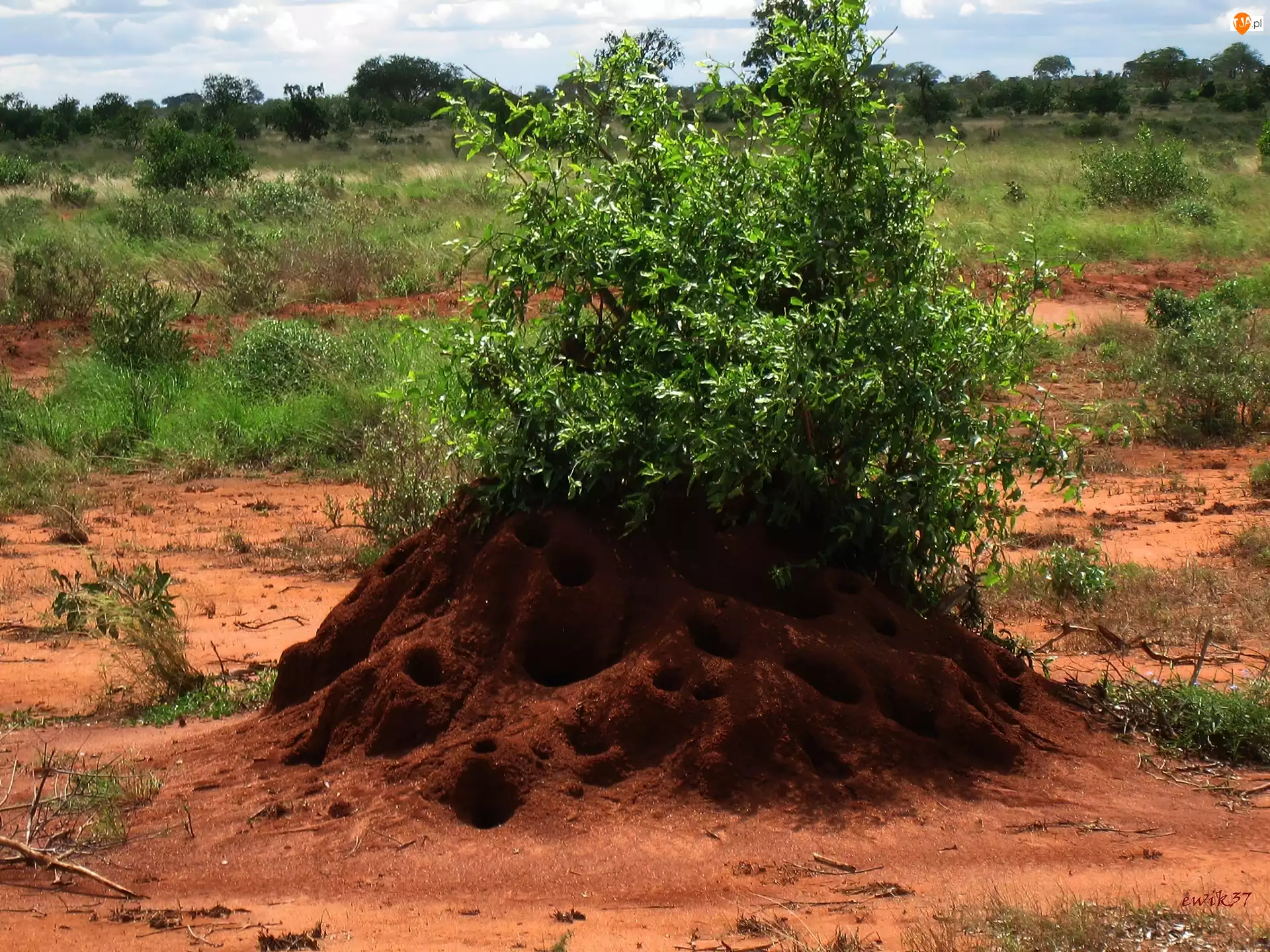Drzewo, Afryka, Kenia, Mrowisko