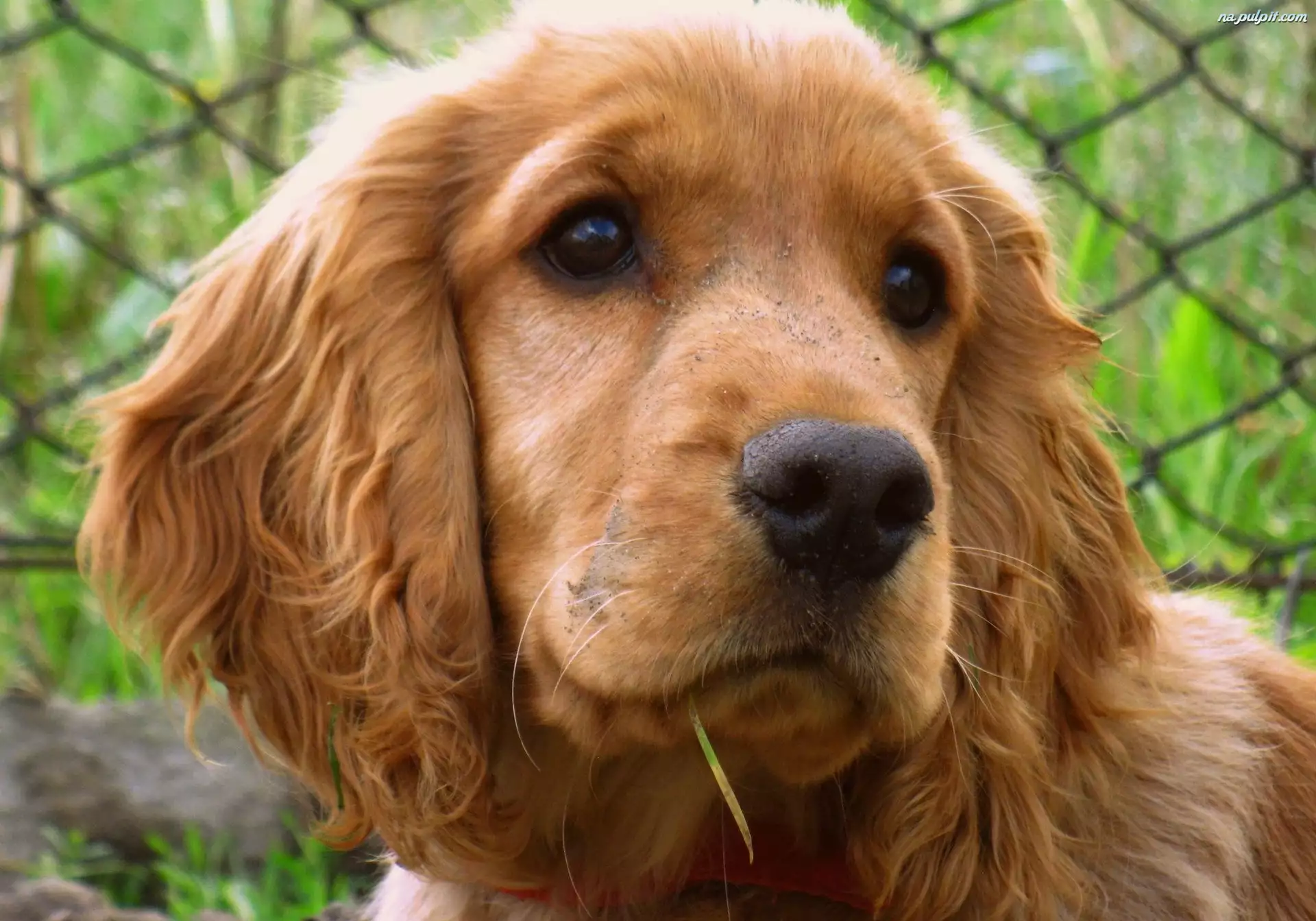 Spaniel, Cocker