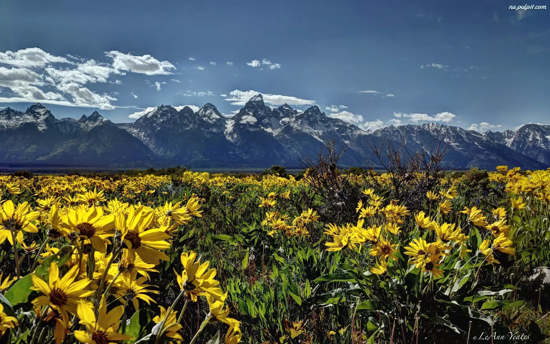 USA, Kwiaty, Park Narodowy Grand Teton, Łąka, Wyoming, Góry