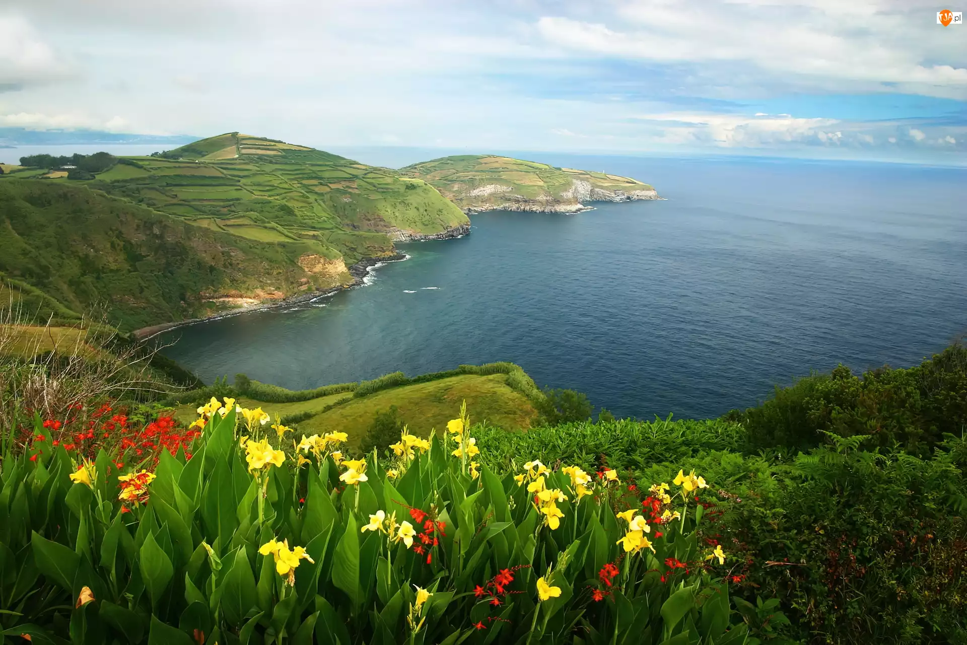 Kwiatki, Portugalia, Wybrzeże, Morze, Azory