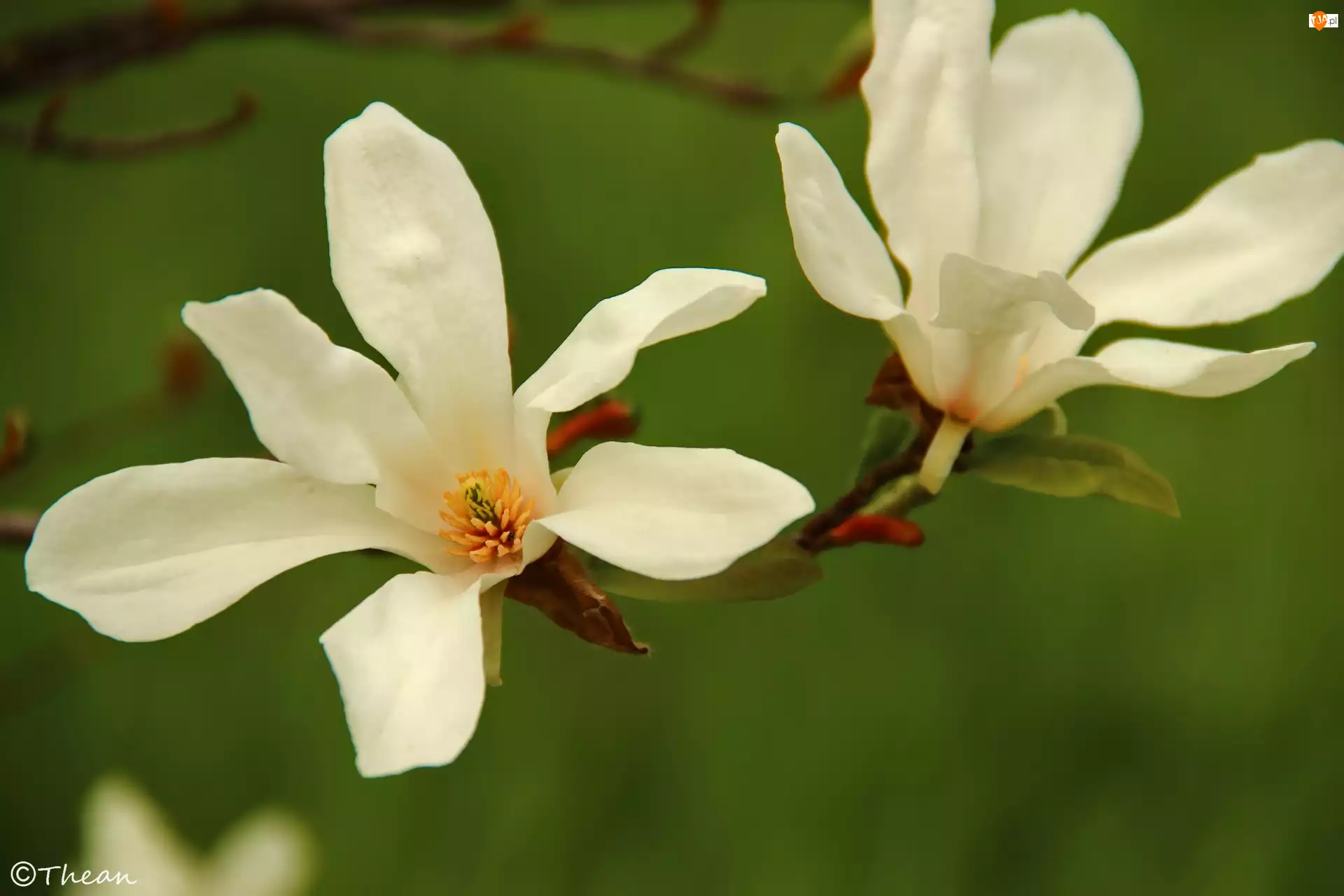 Kwiaty, Magnolia Japońska, Białe