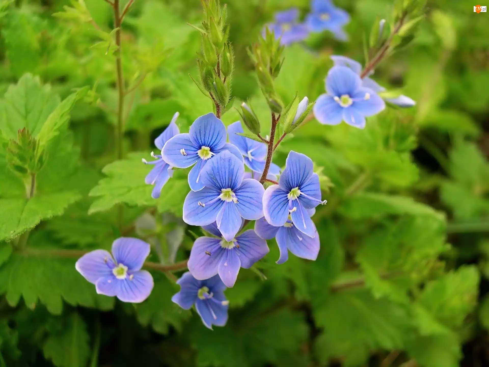Przetacznik perski, Błękitne, Kwiatki
