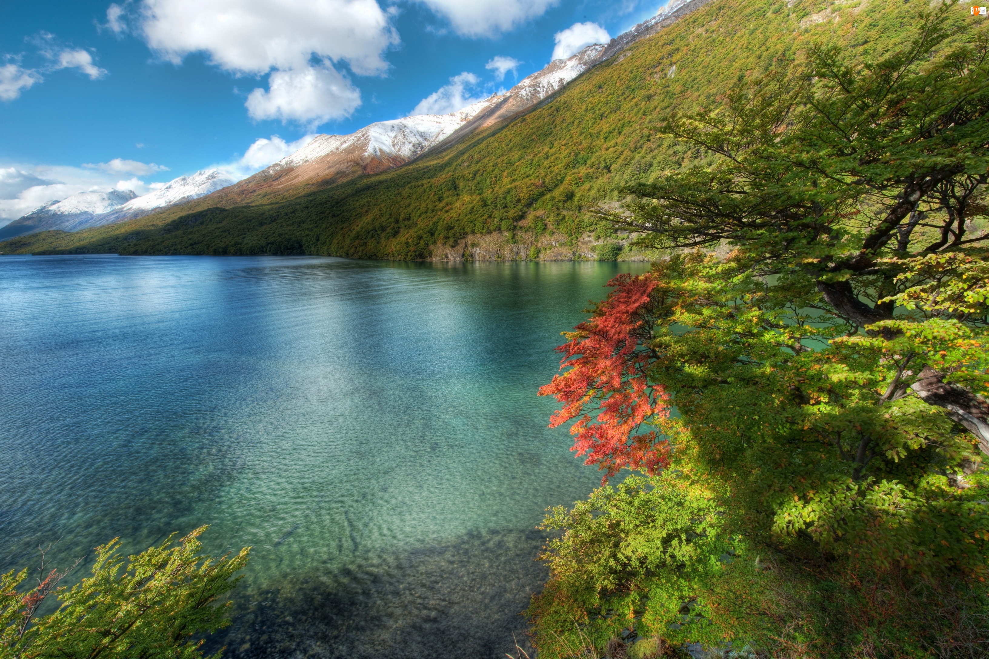 Jezioro, Argentyna, Góry, Drzewa