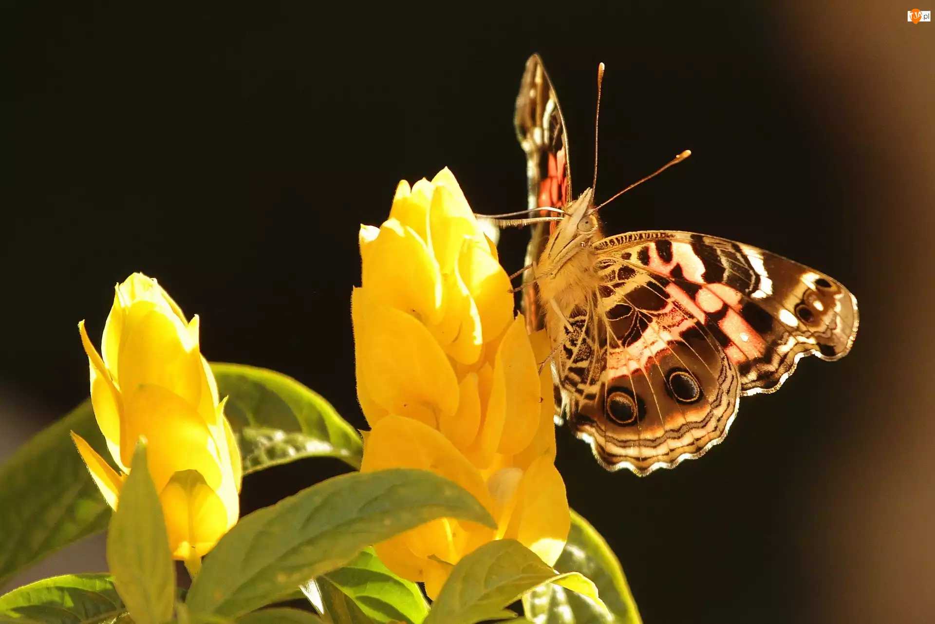 Kwiat, Motyl, Żółty