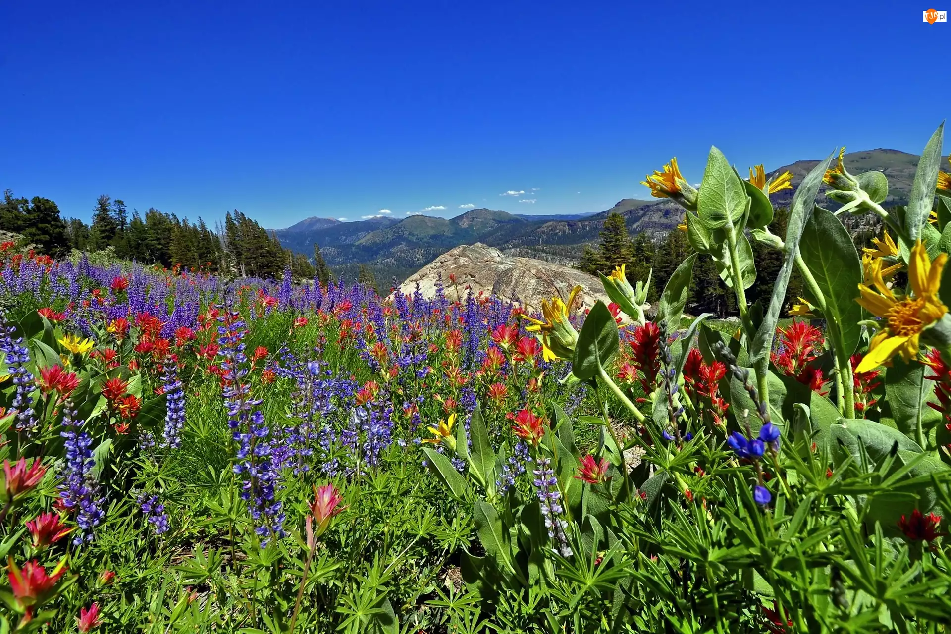 Kwiaty, Łąka, Kalifornia, Sierra Nevada, Góry