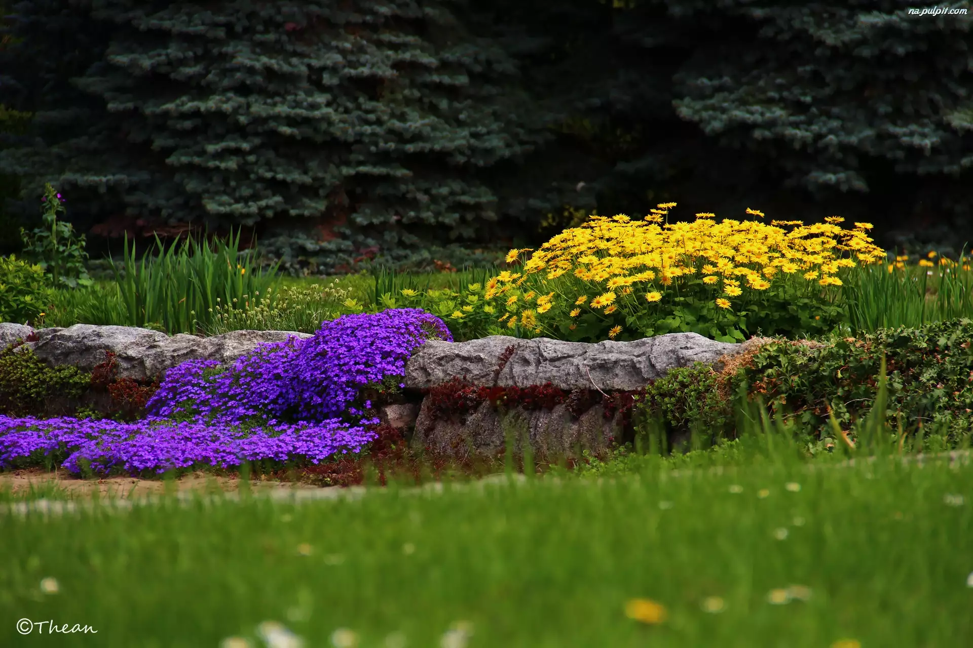 Kamienie, Ogród, Żółte, Kwiaty, Fioletowe