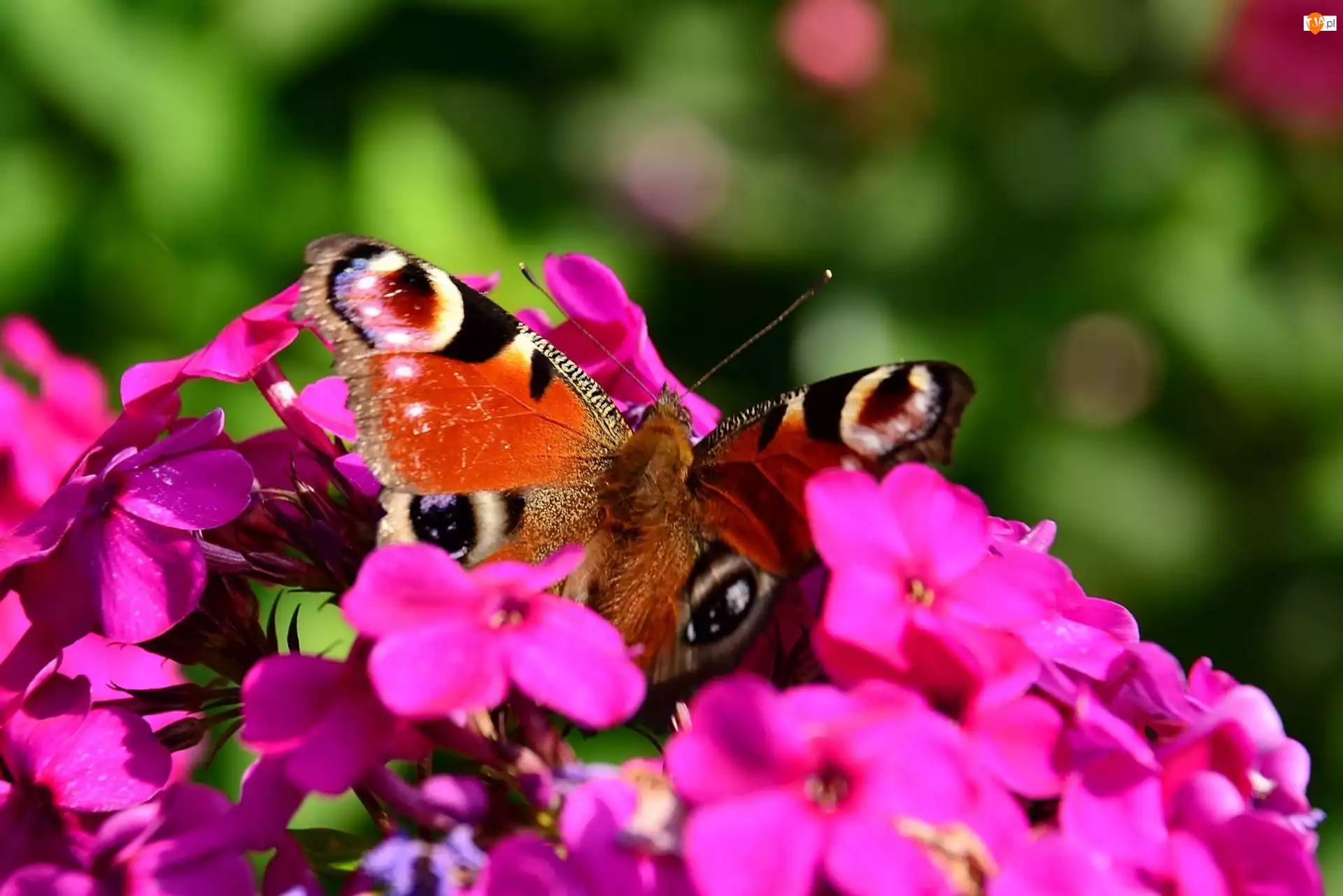 Motyl, Fioletowe, Kwiaty