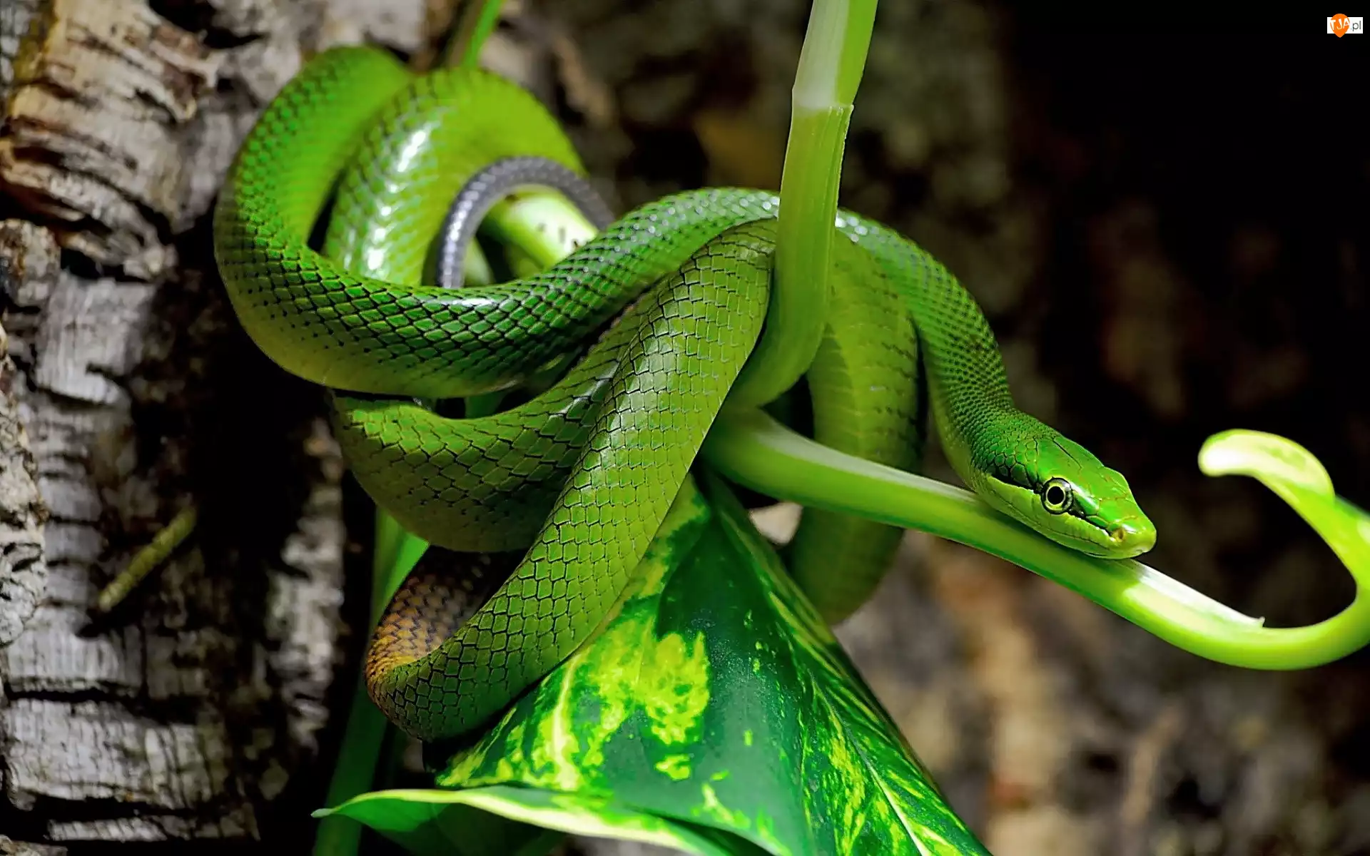 Liść, Zielony, Wąż