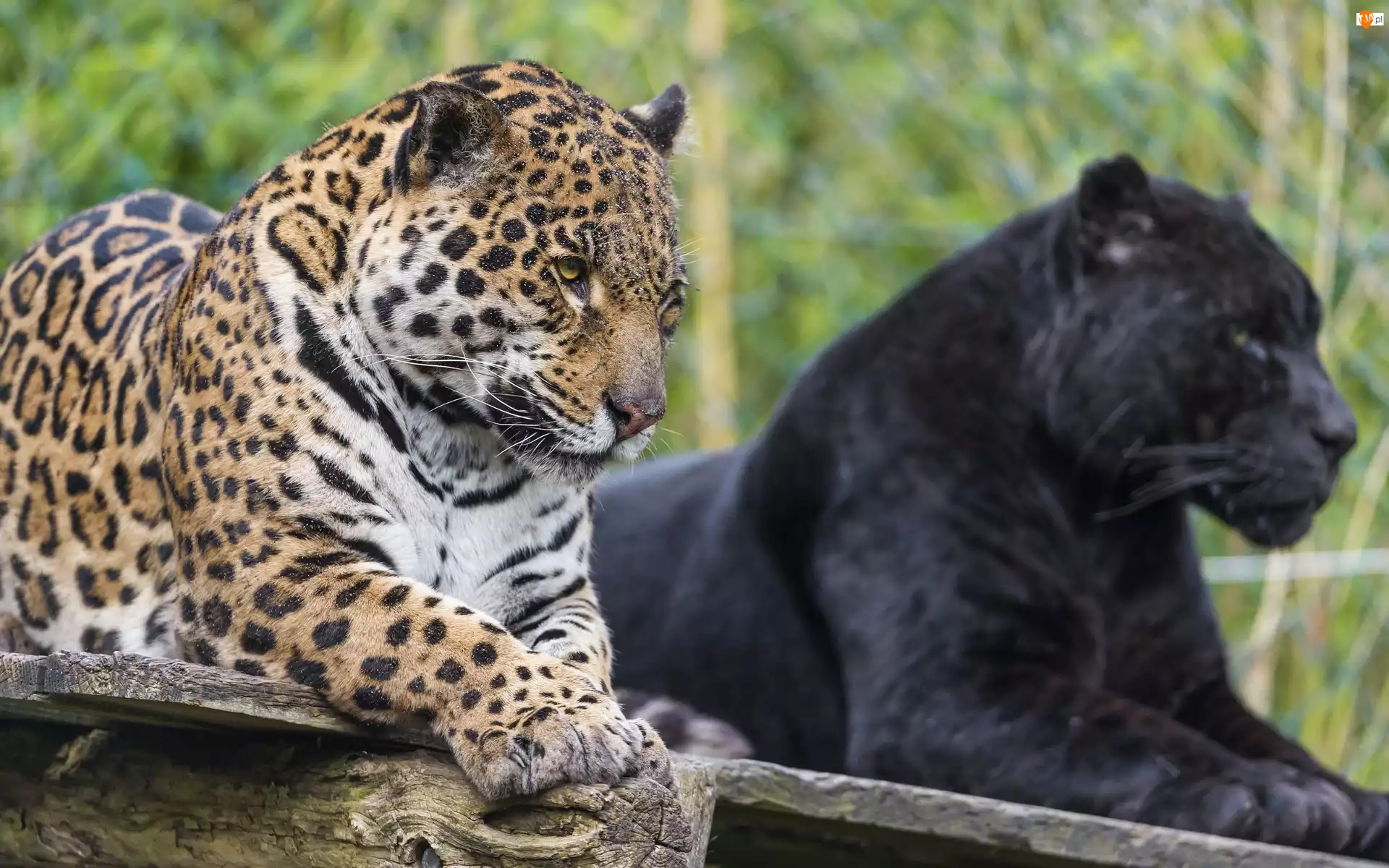 Jaguar, Zoo, Czarna, Pantera