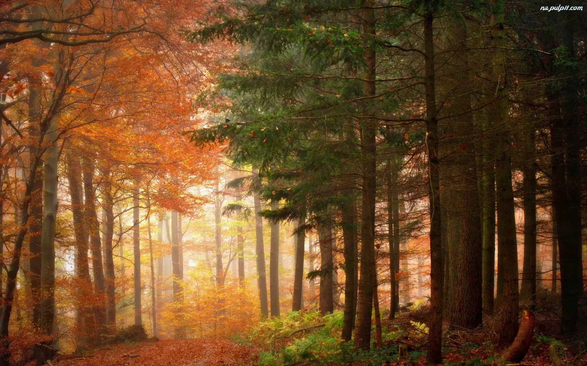 Jesień, Las, Kolorowe, Drzewa