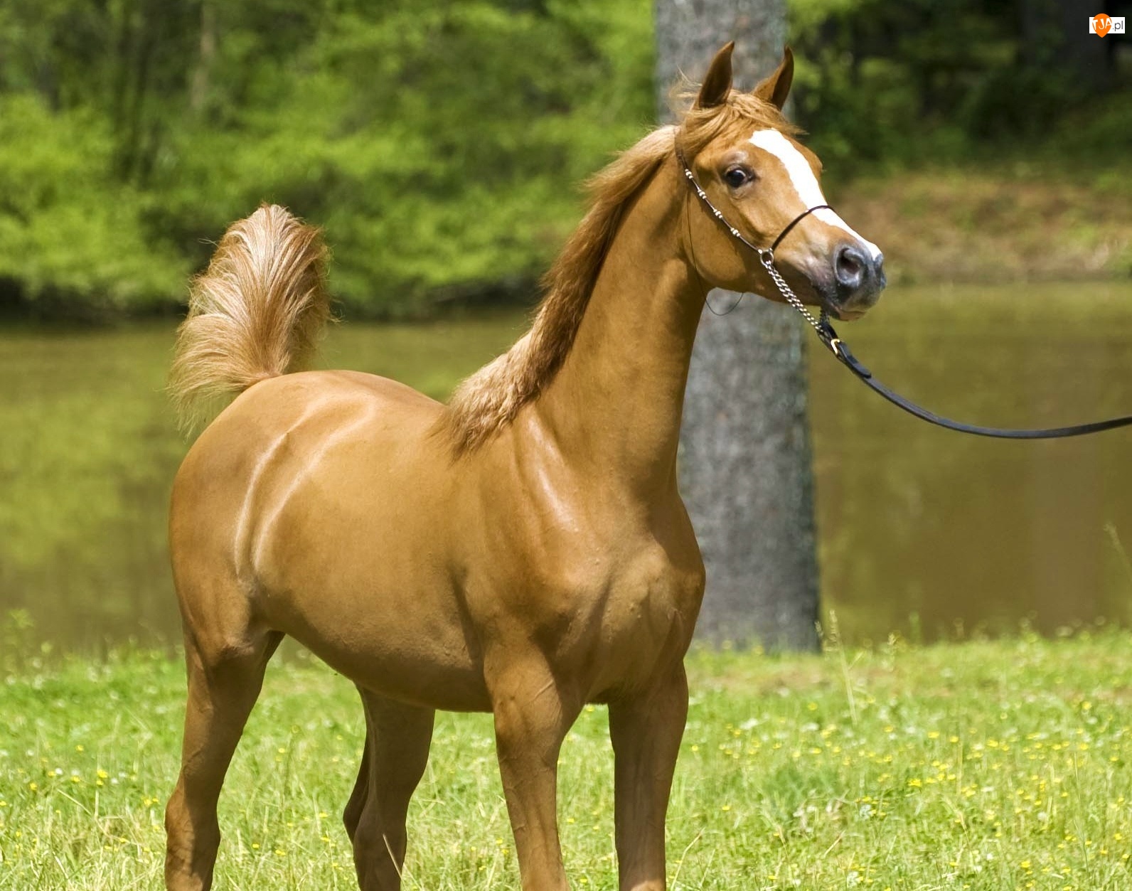 Natura, Koń, Arab