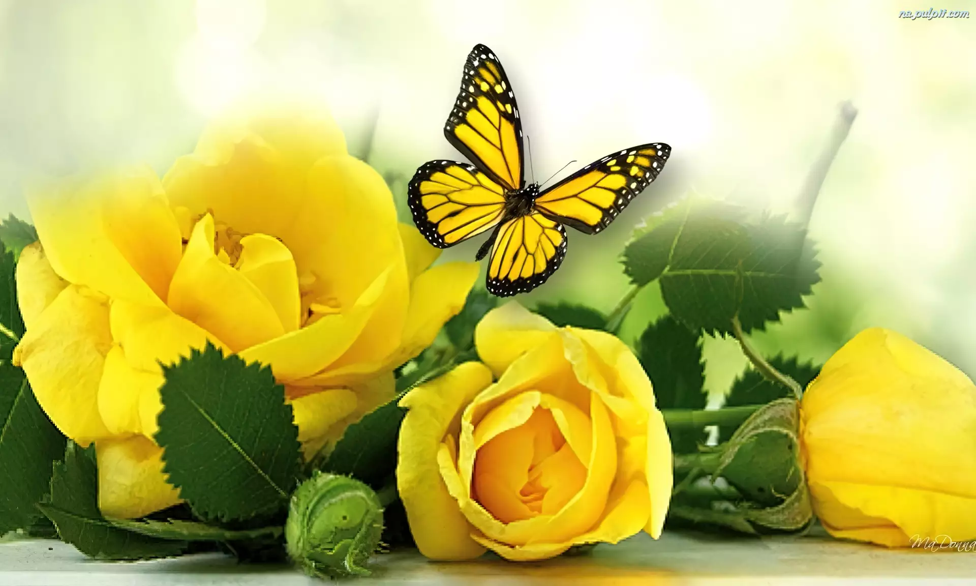 Róże, Motyl, Żółte, Liście