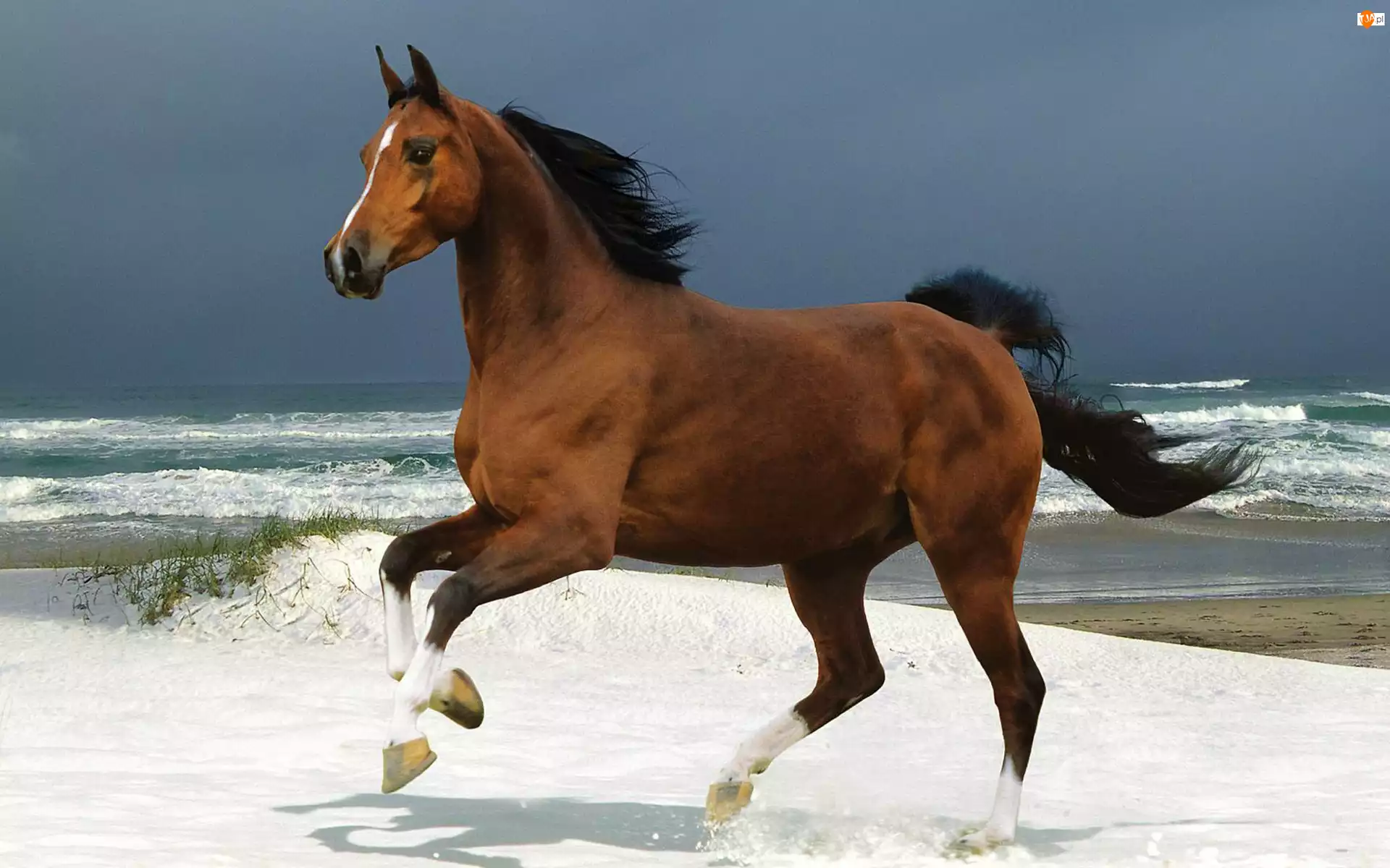 Koń, Morze