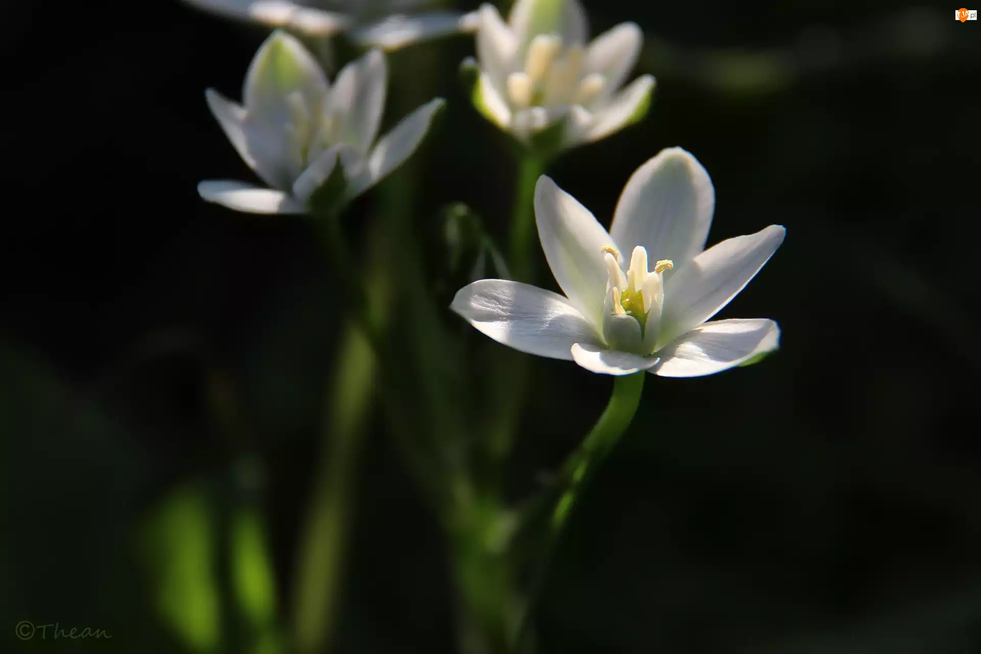 Wiosenny, Biały, Kwiat