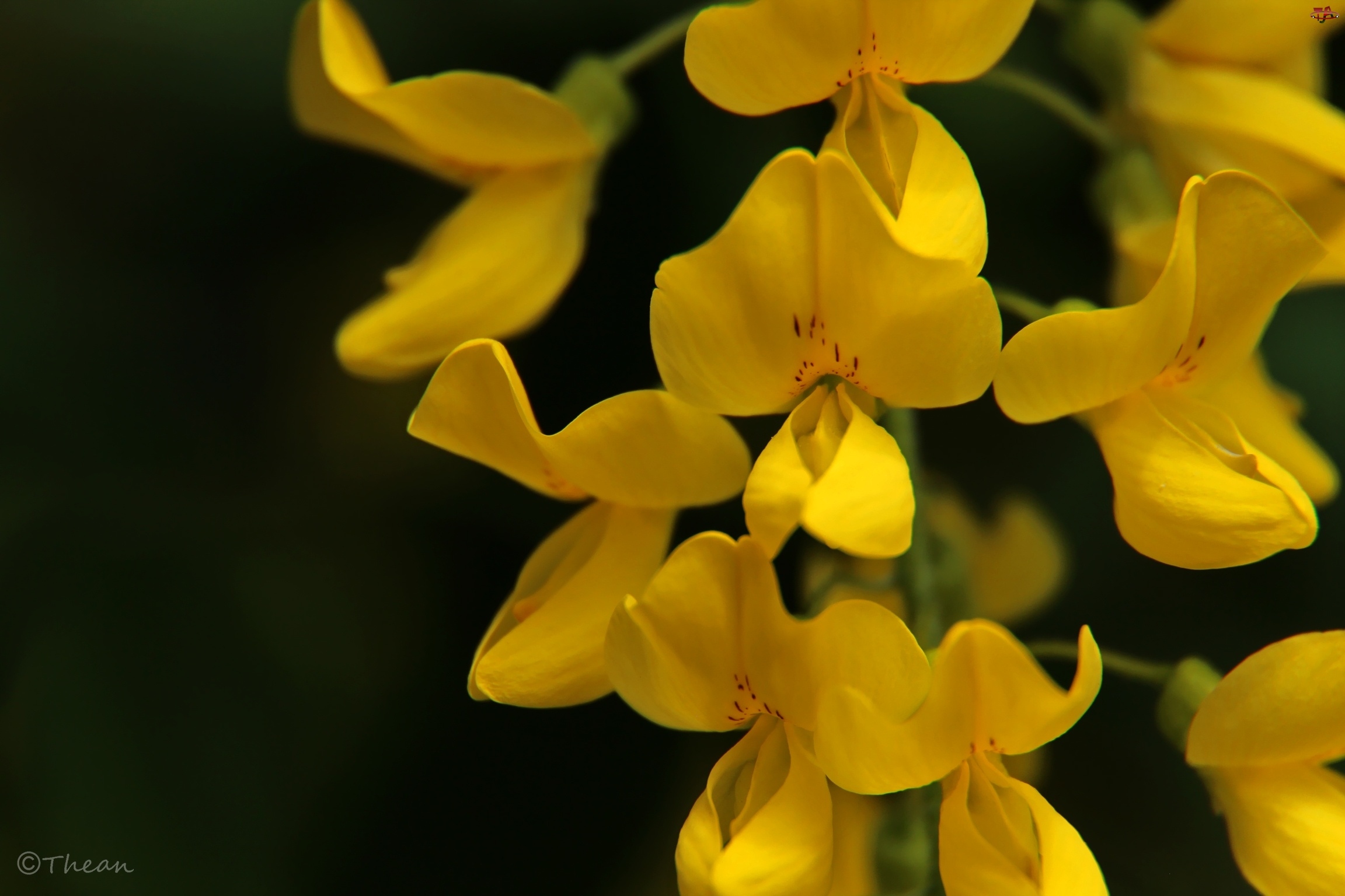 Kwiaty, Żółte, Groszki