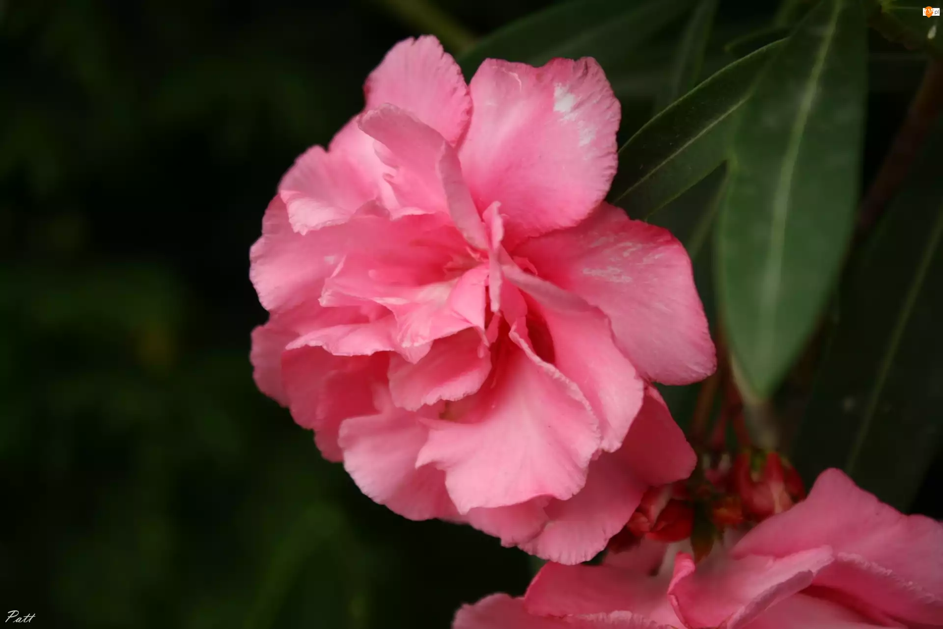 Oleander, Różowy, Kwiat