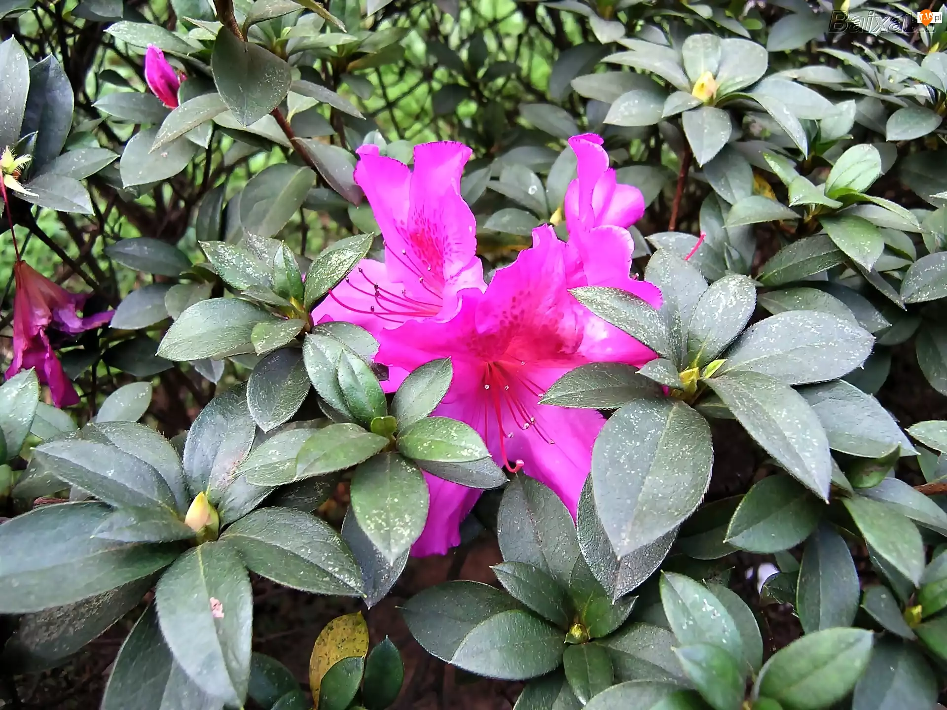 Różanecznik, Różowa, Azalia