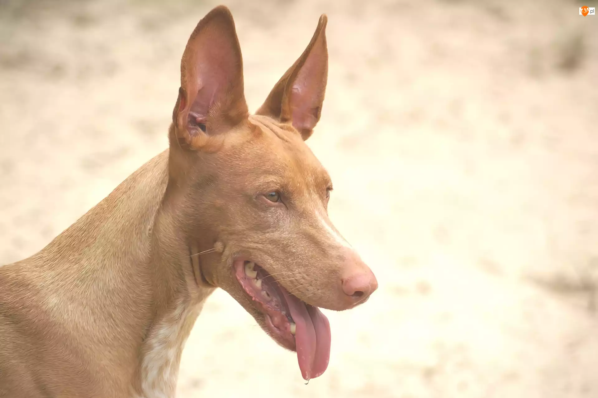 Pies faraona, postawione, uszy