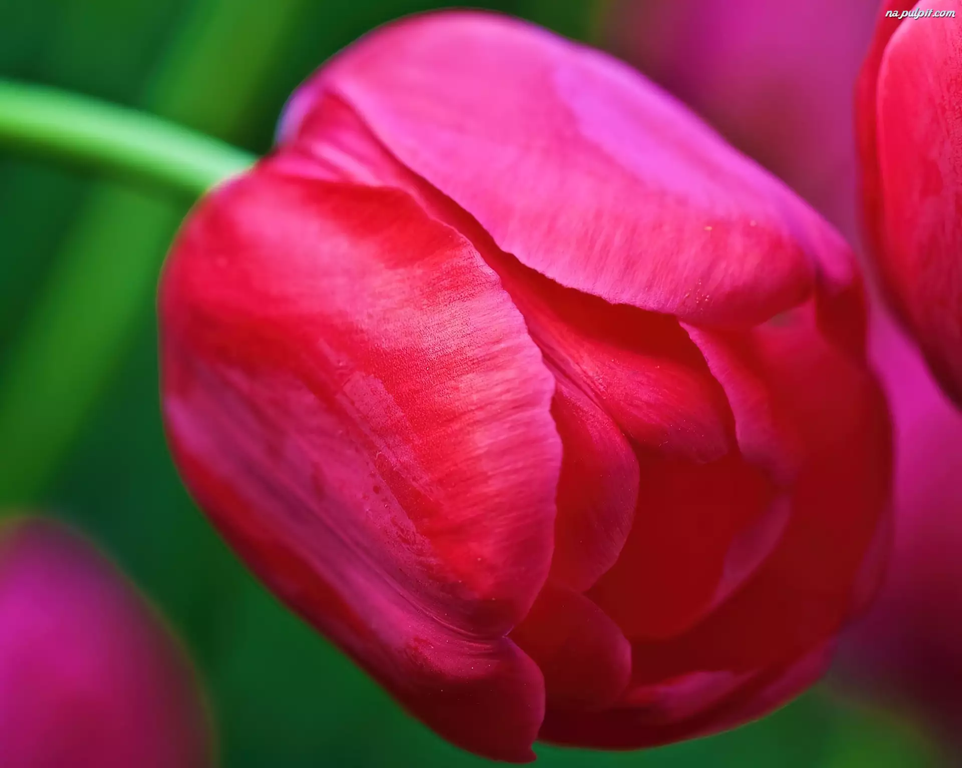 Tulipan, Różowy