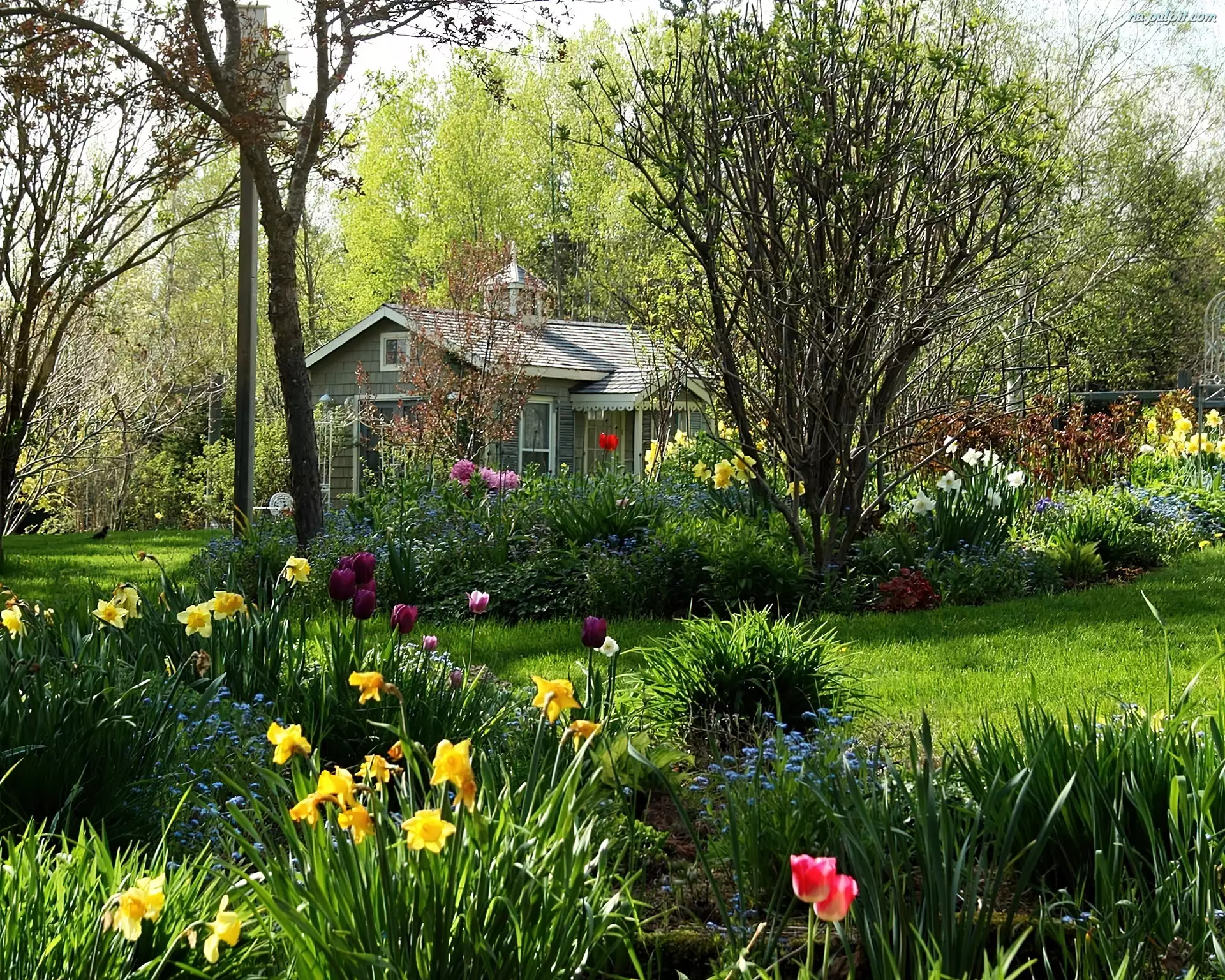 Domek, Kwiatowy, Ogród