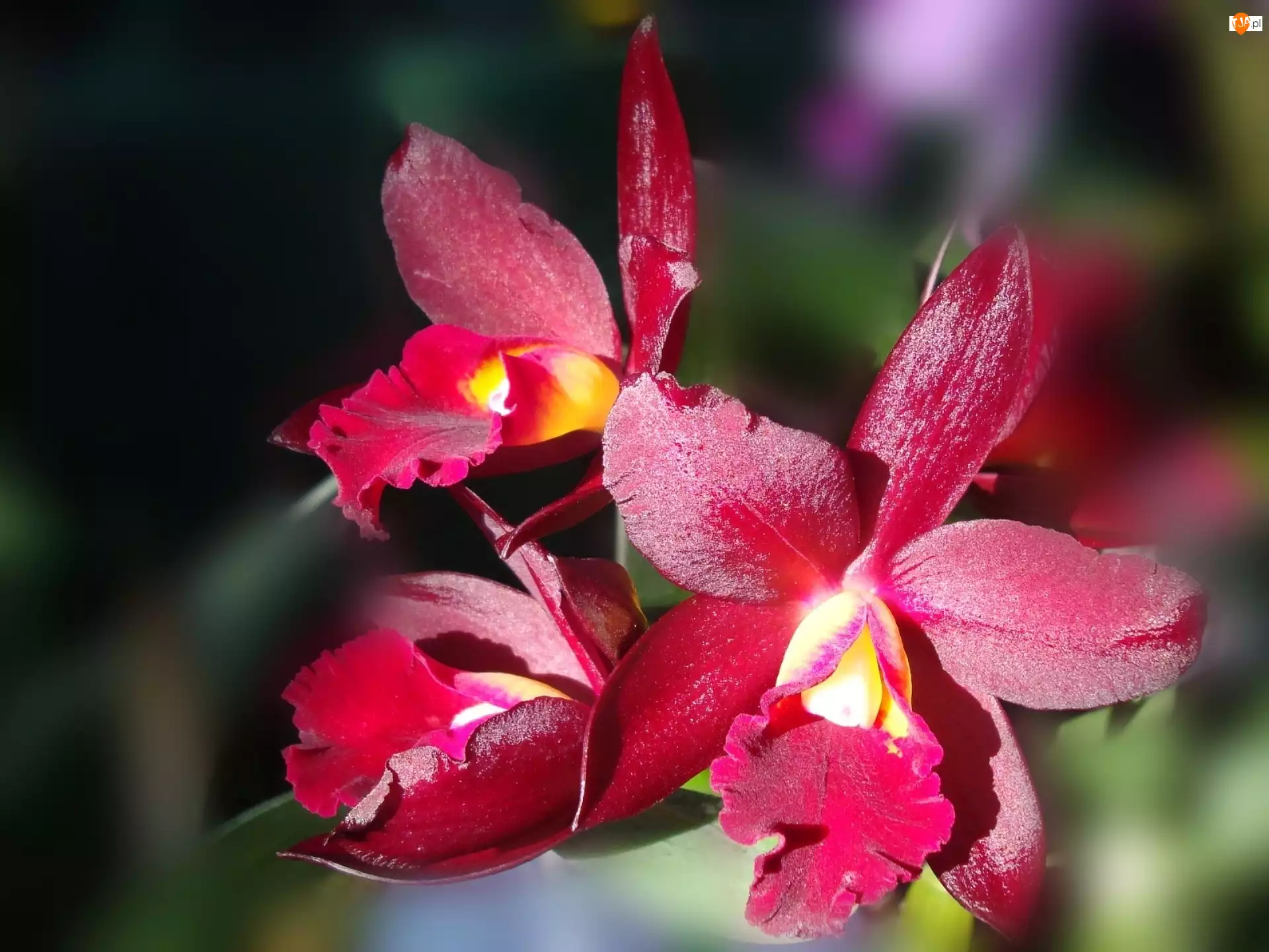 Orchidea, Bordowa