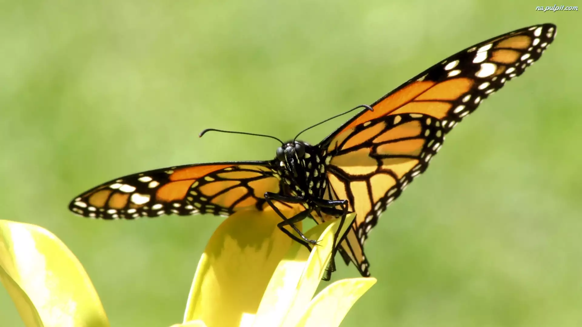Pięknie, Motyla, Rozłożone, Skrzydła