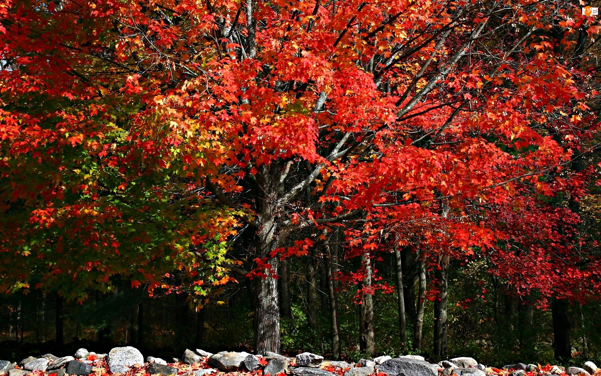 Drzewa, Kolorowe, Jesień, Kamienie, Las, Liście
