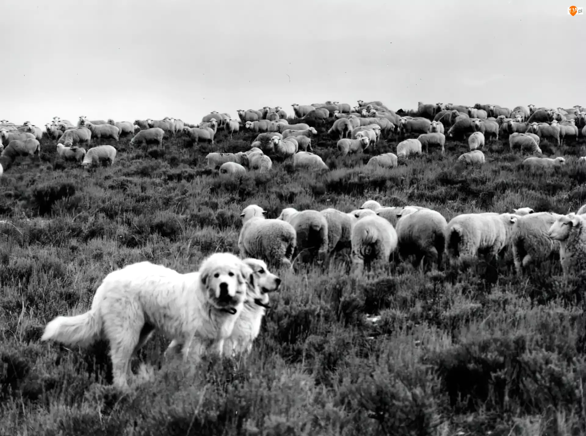 owce, Owczarki węgierskie Kuvasz, stado