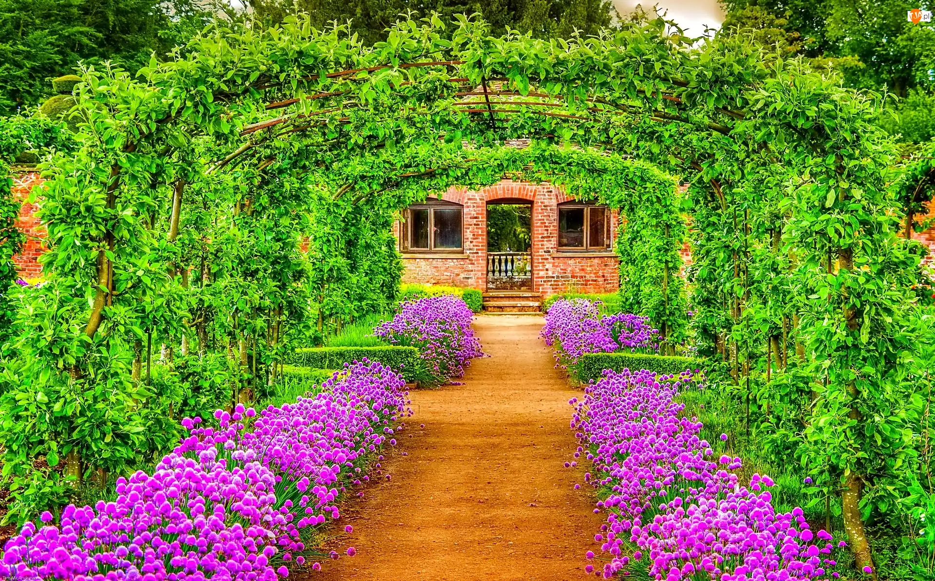 Ogród, Tunel, Kwiaty, Zielony