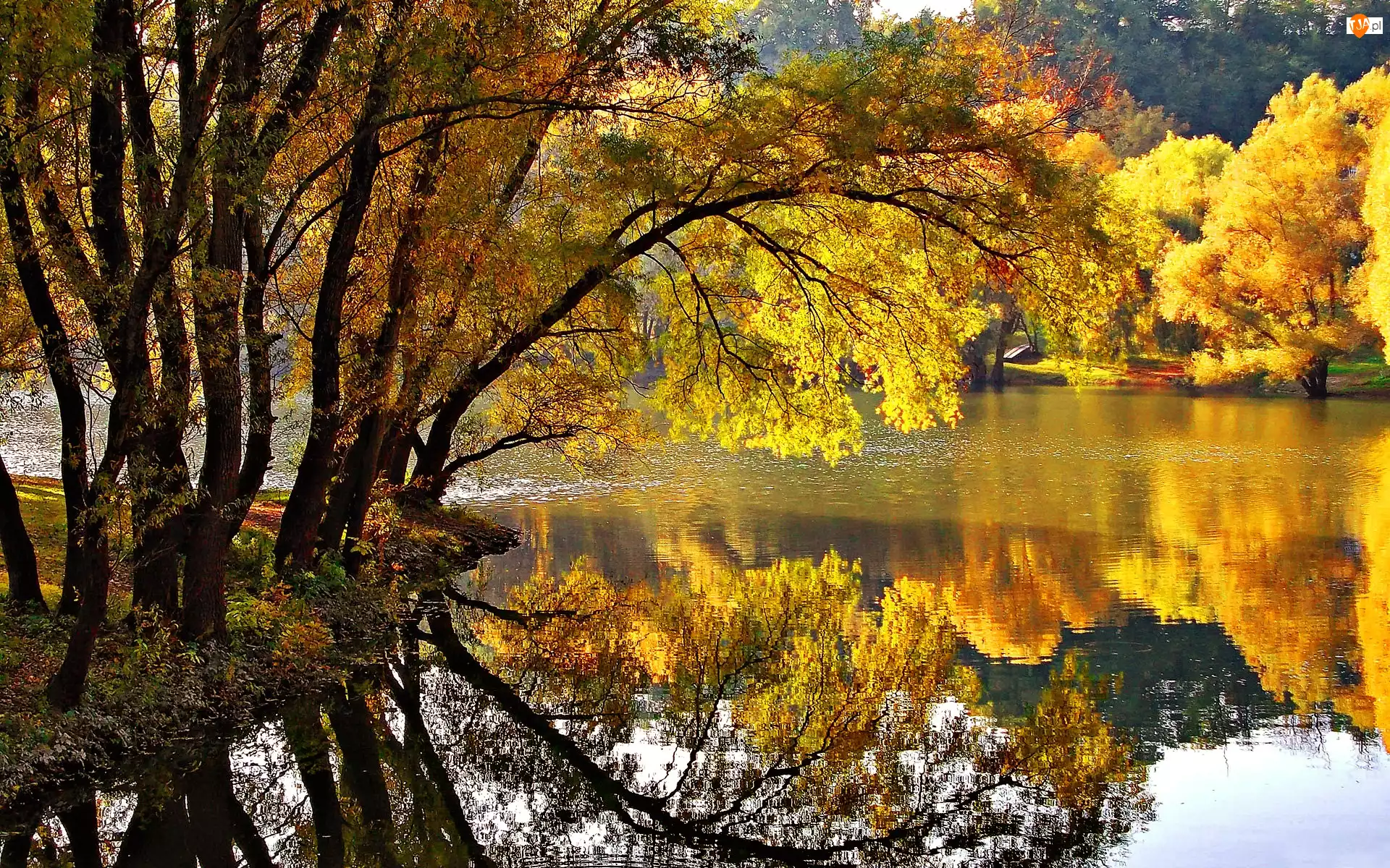 Jesień, Drzewo, Rzeka, Pochylone