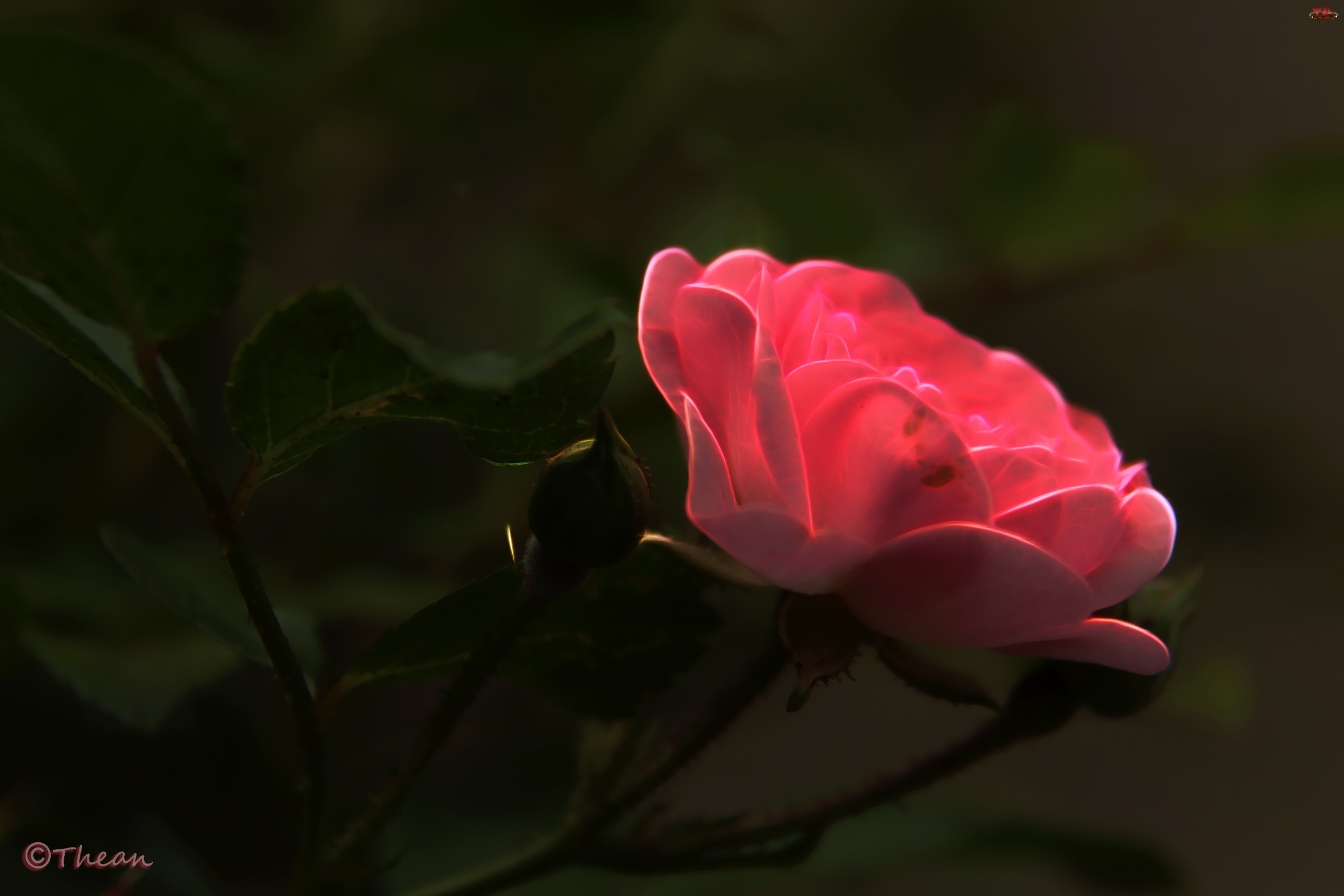 Fractalius, Różowa, Róża
