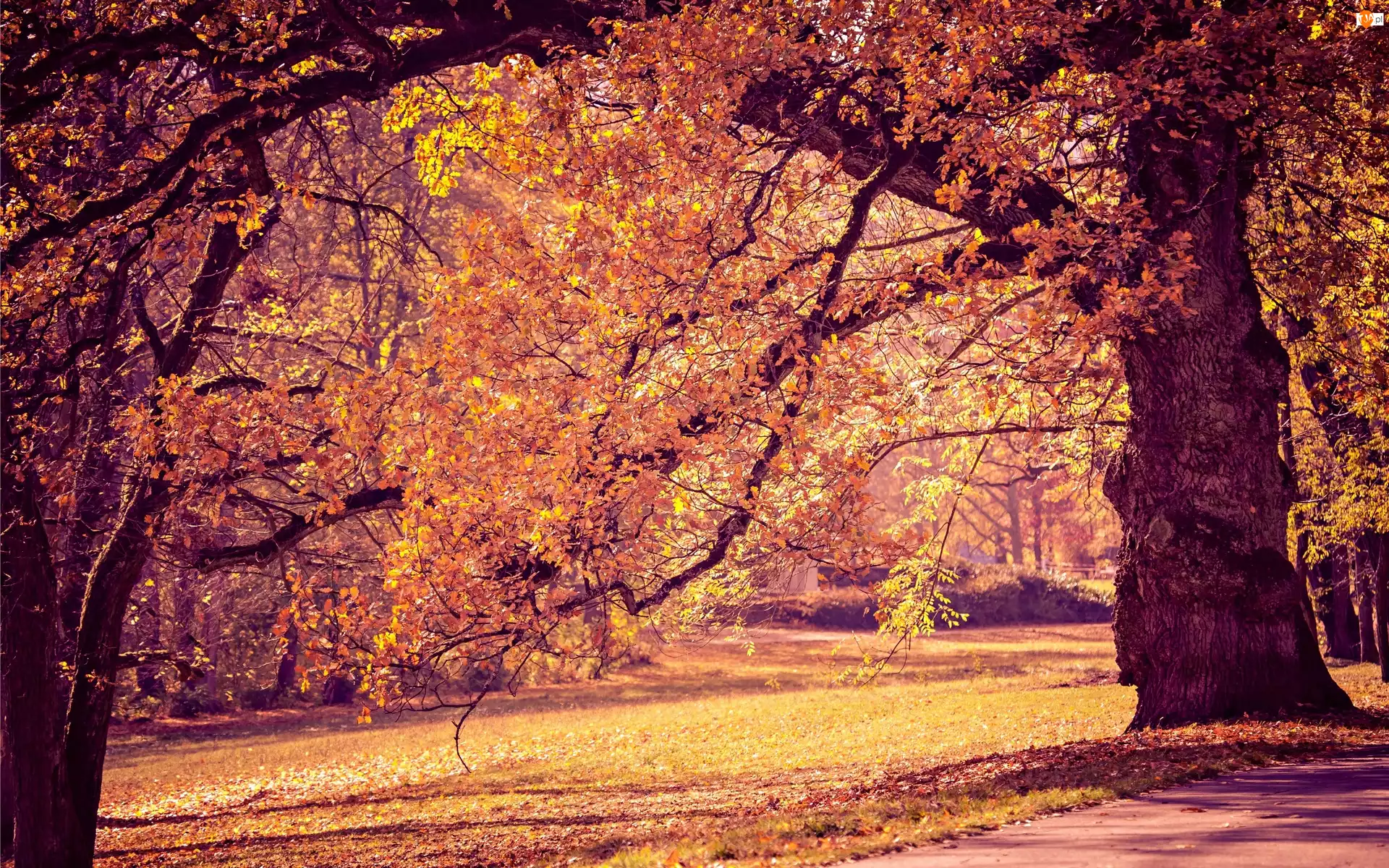 Jesień, Park, Drzewa, Alejki