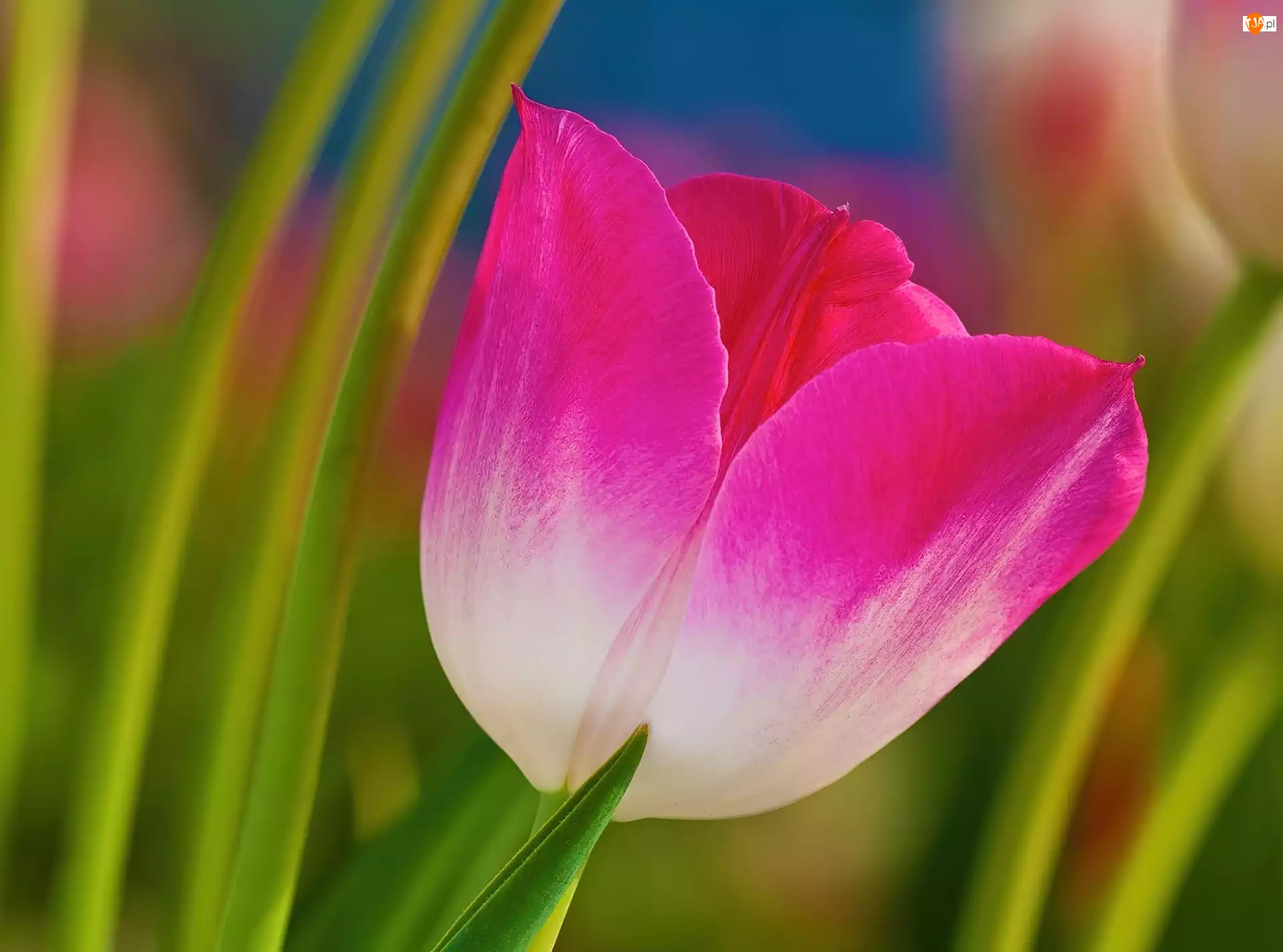 Liście, Różowy, Tulipan