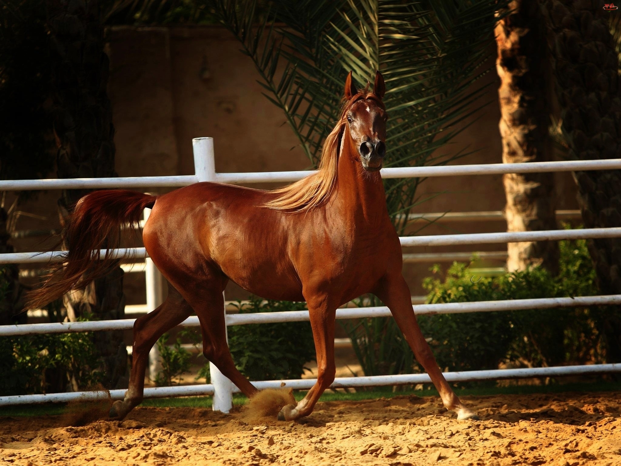 Ogrodzenie, Koń, Arab