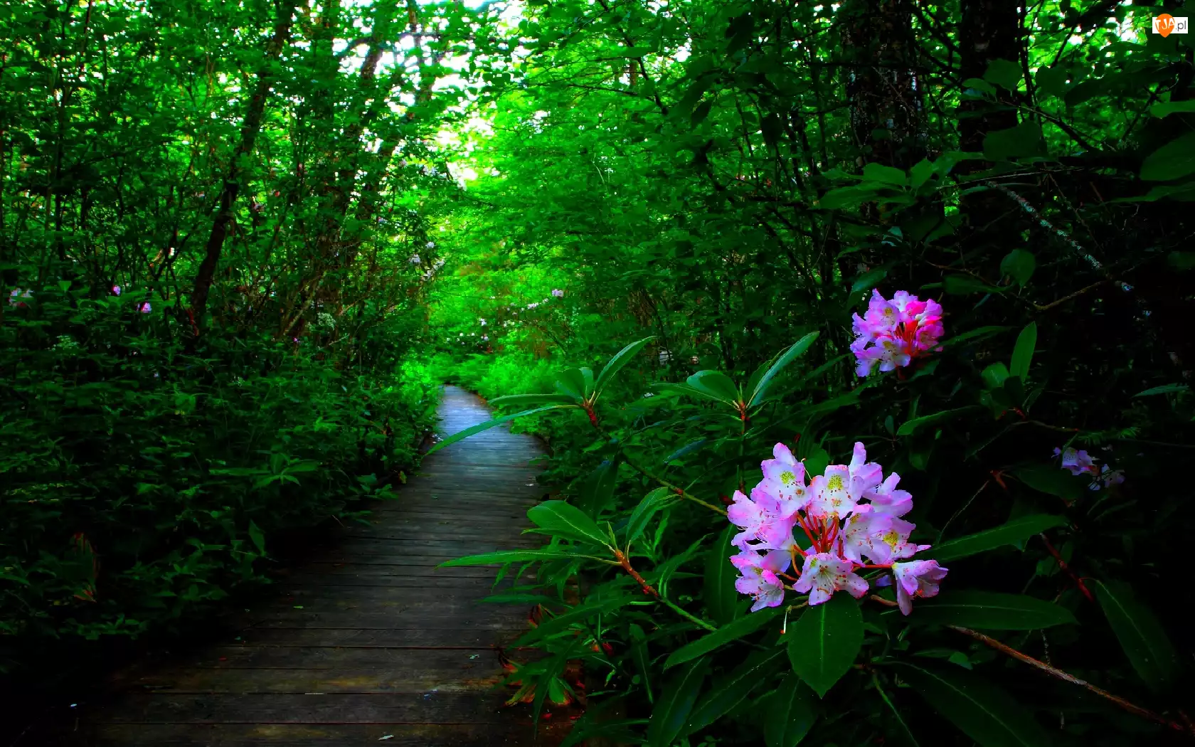Las, Rododendron, Ścieżka, Kwiaty