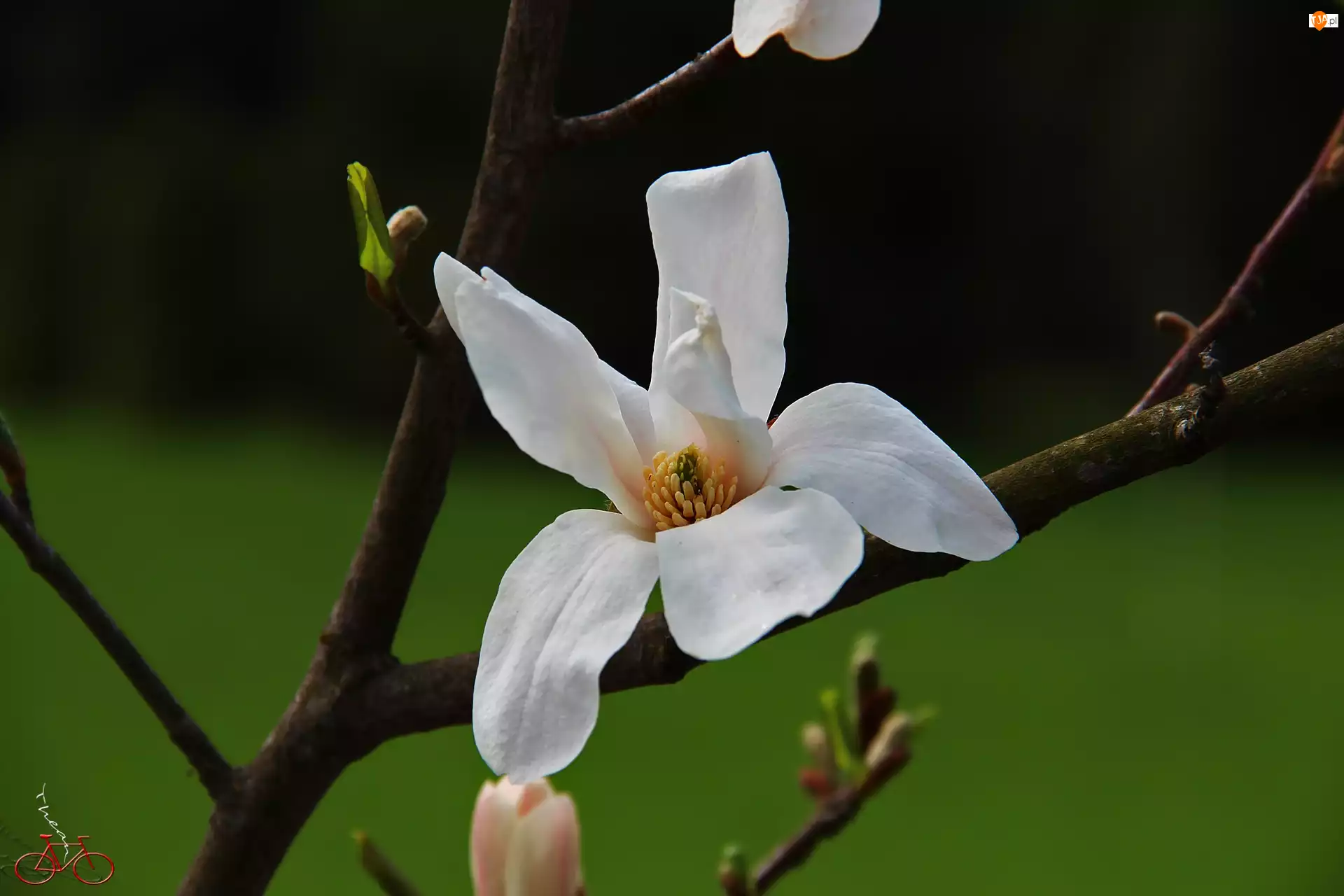 Kwiat, Magnolia Japońska, Biały