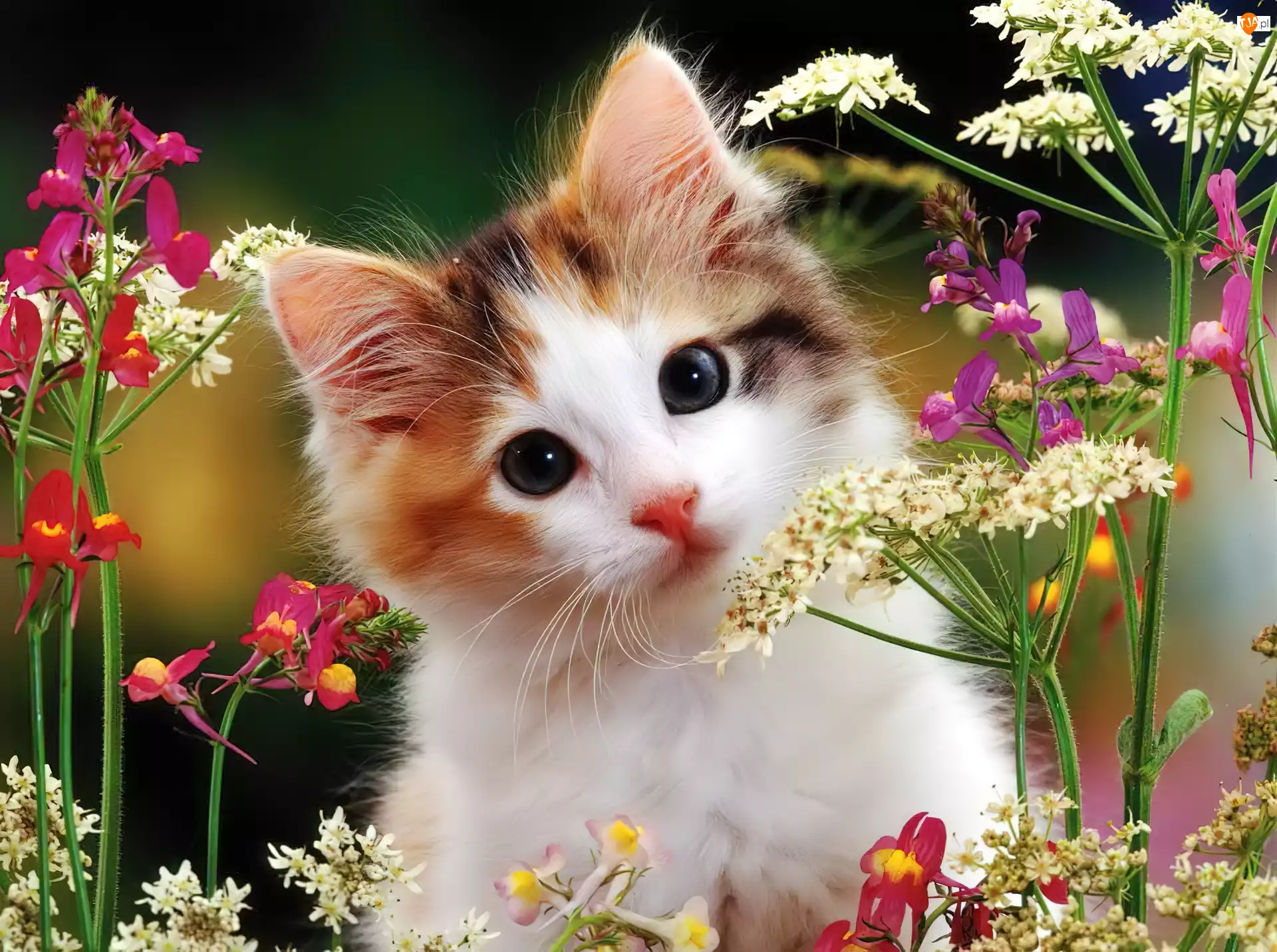 Polne, Kot, Kwiaty