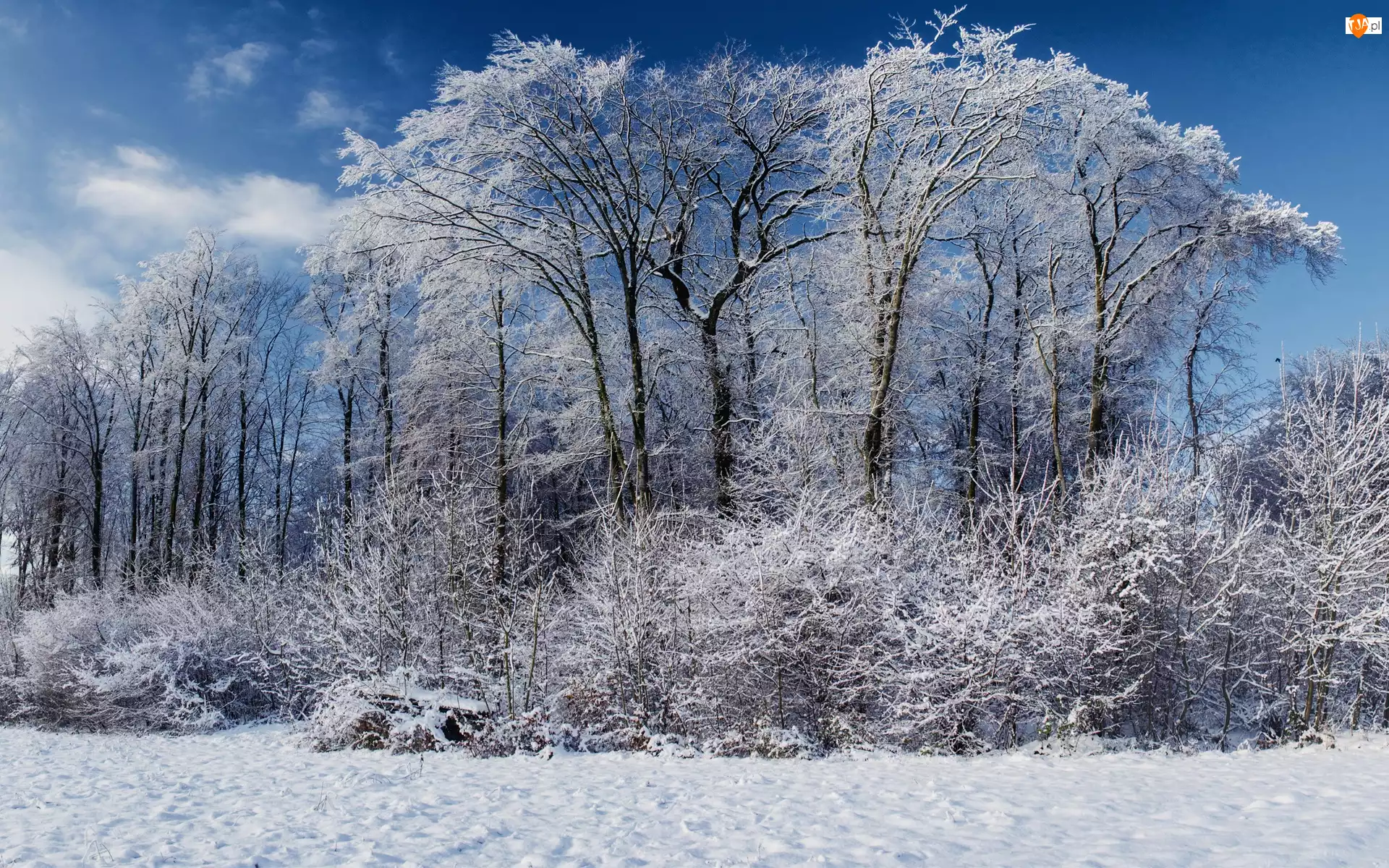 Zima, Drzewa, Krzewy, Śnieg