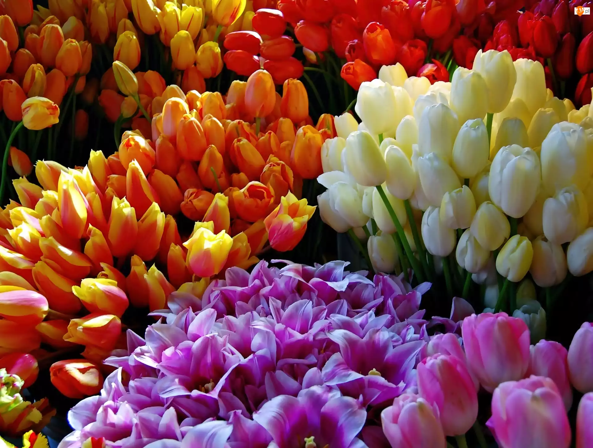 Tulipanów, Bukiety, Kolorowych